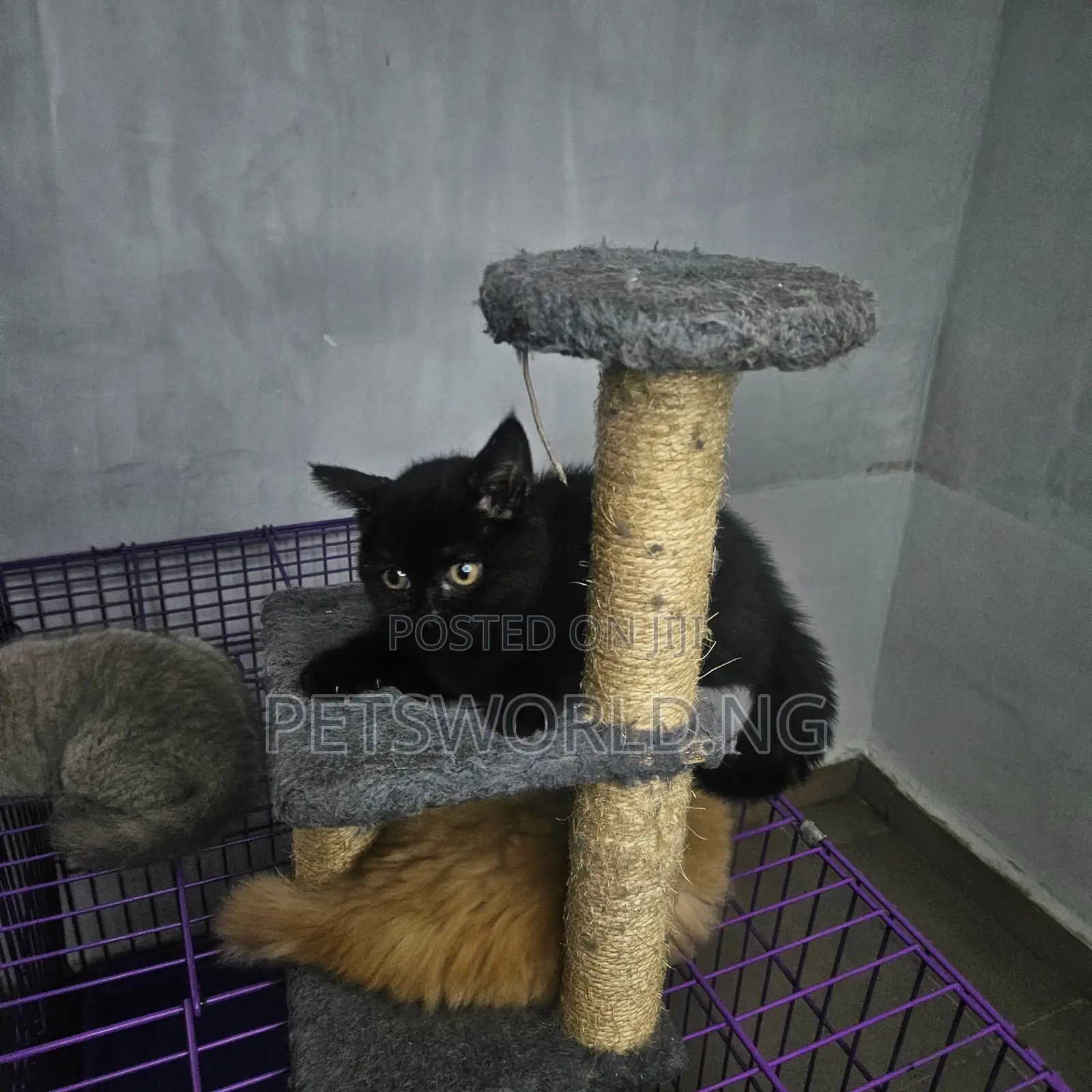 1-3 months Male Purebred British Shorthair