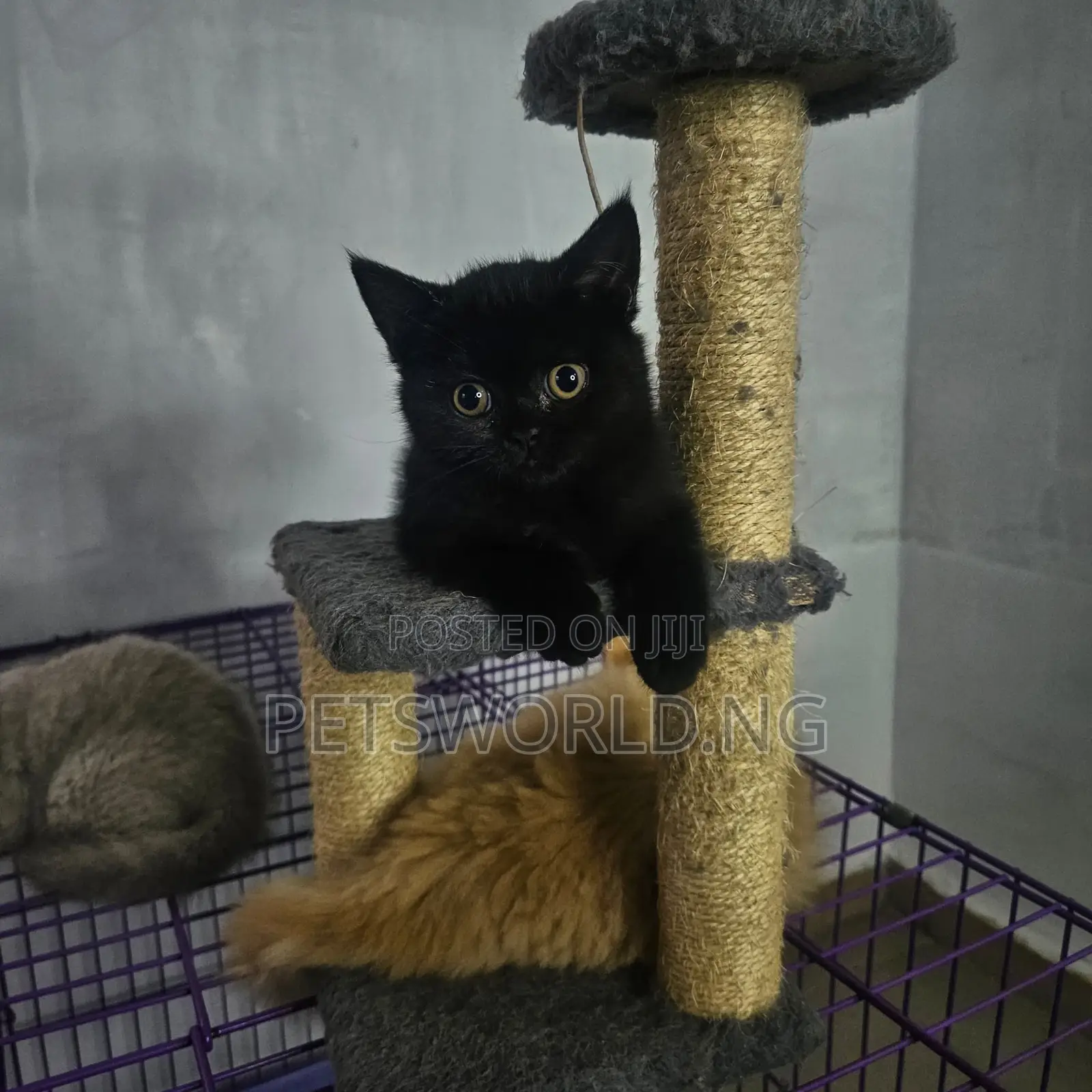 1-3 months Male Purebred British Shorthair