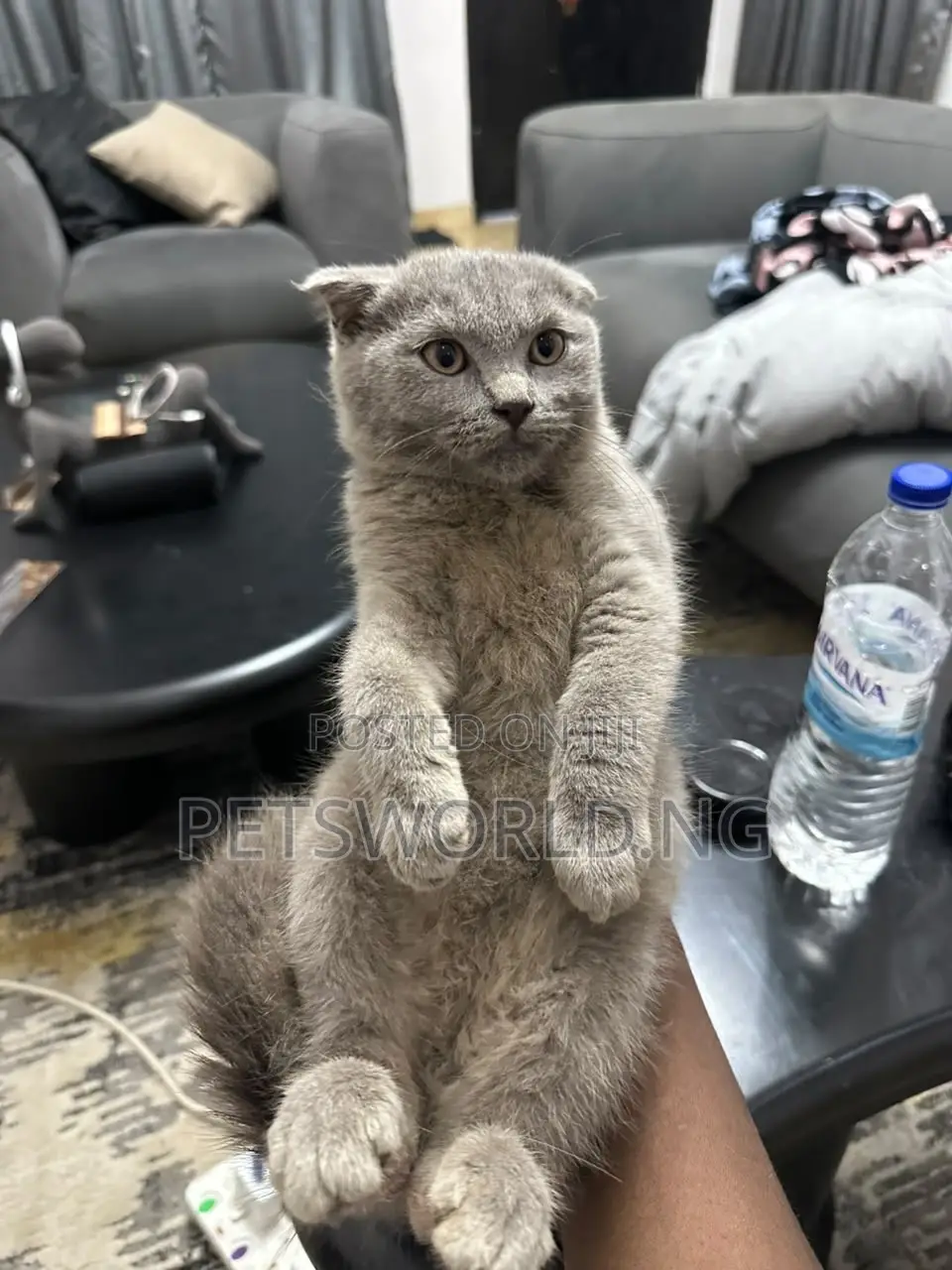 1-3 months Male Purebred Scottish Fold