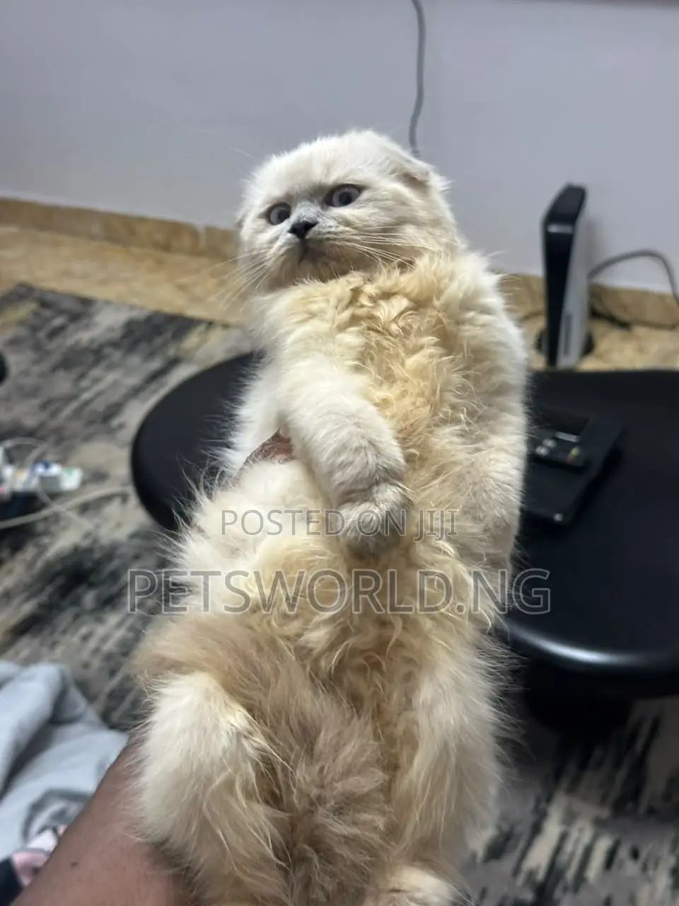 1-3 months Female Purebred Scottish Fold