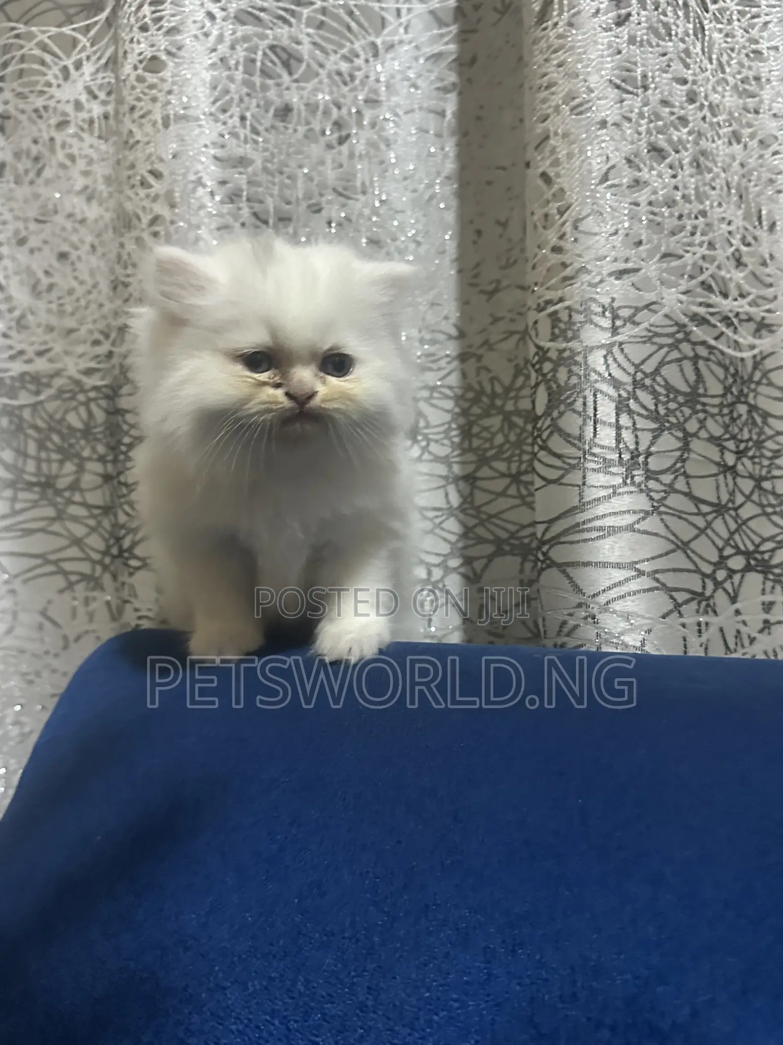 1-3 months Female Purebred Persian