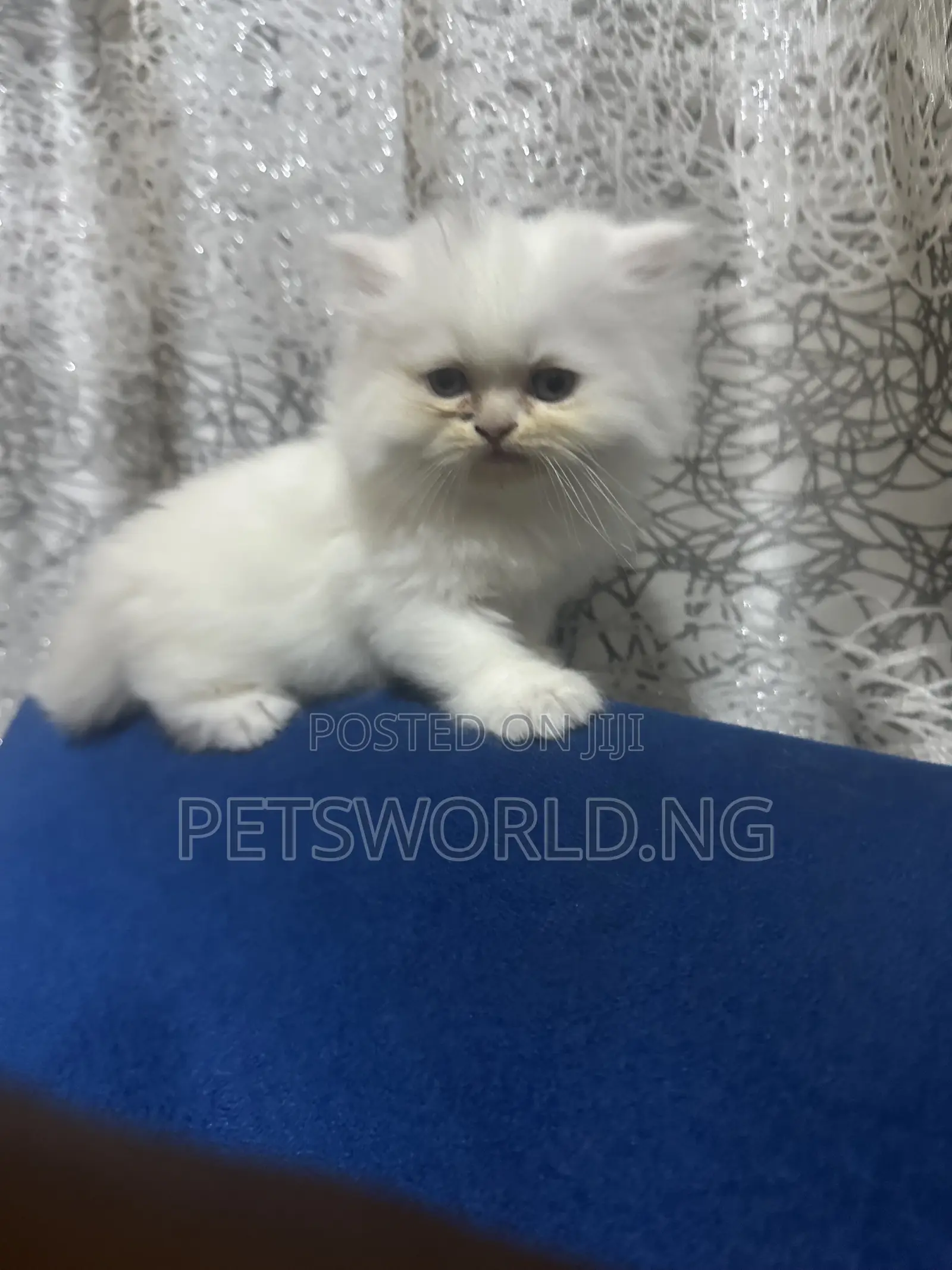 1-3 months Female Purebred Persian