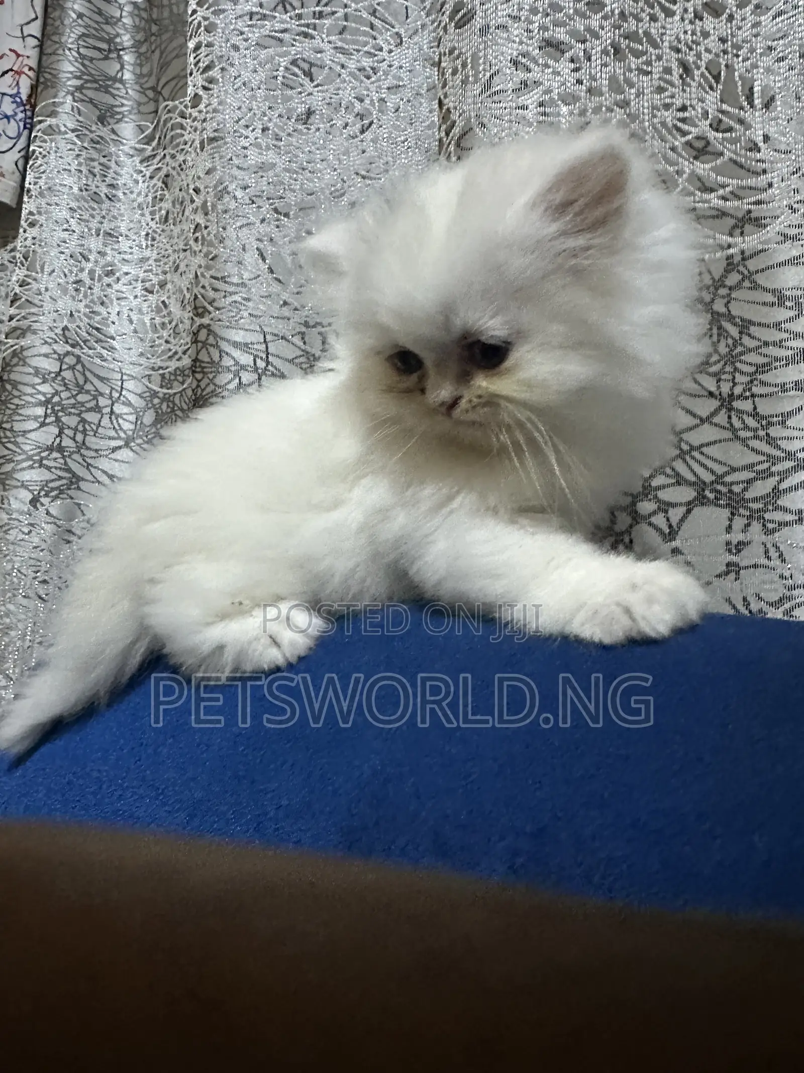 1-3 months Female Purebred Persian