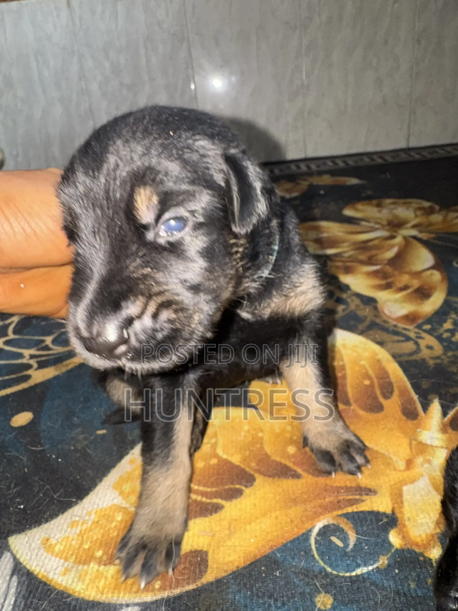 0-1 month Female Mixed Breed German Shepherd
