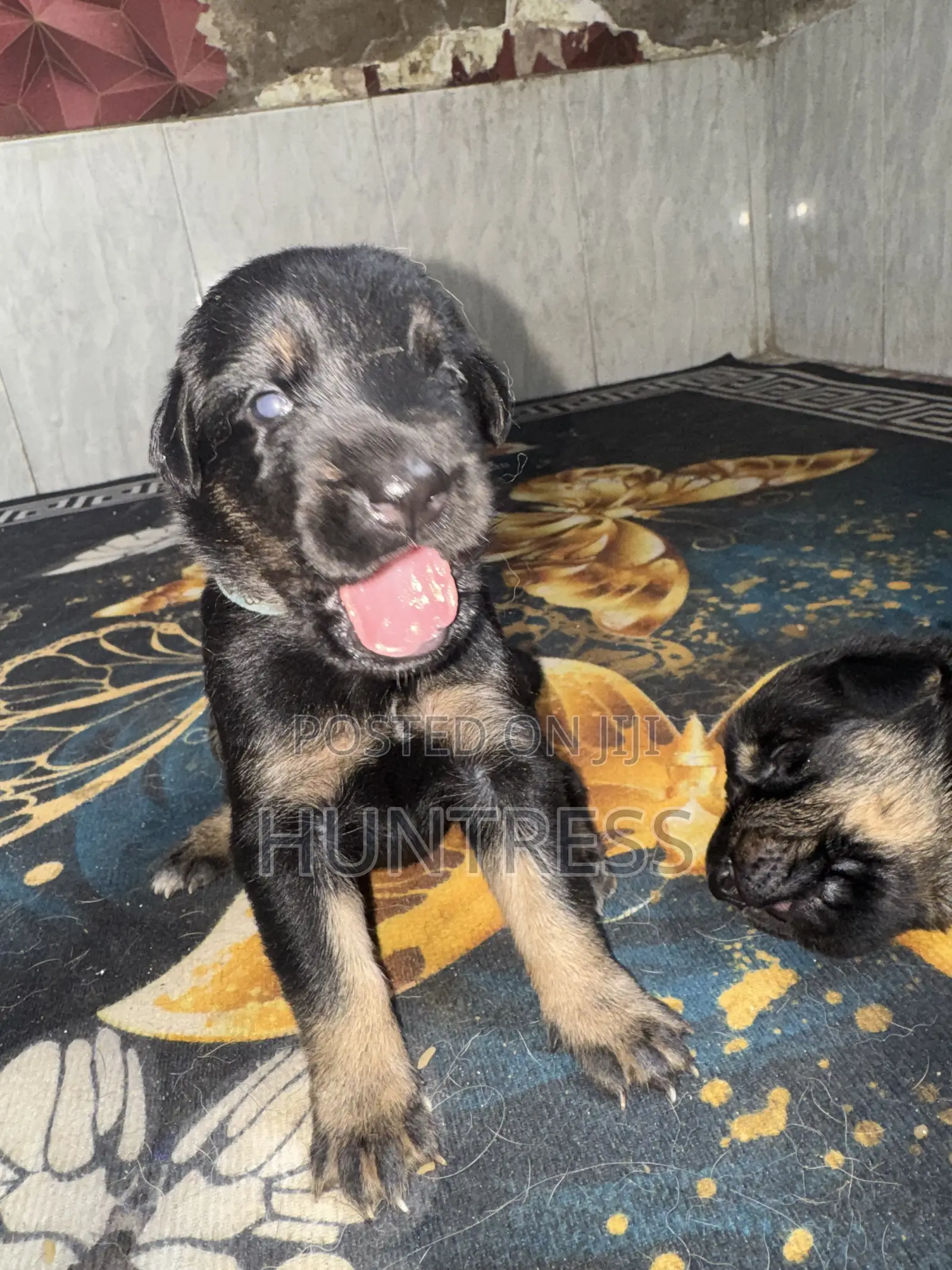 0-1 month Female Mixed Breed German Shepherd