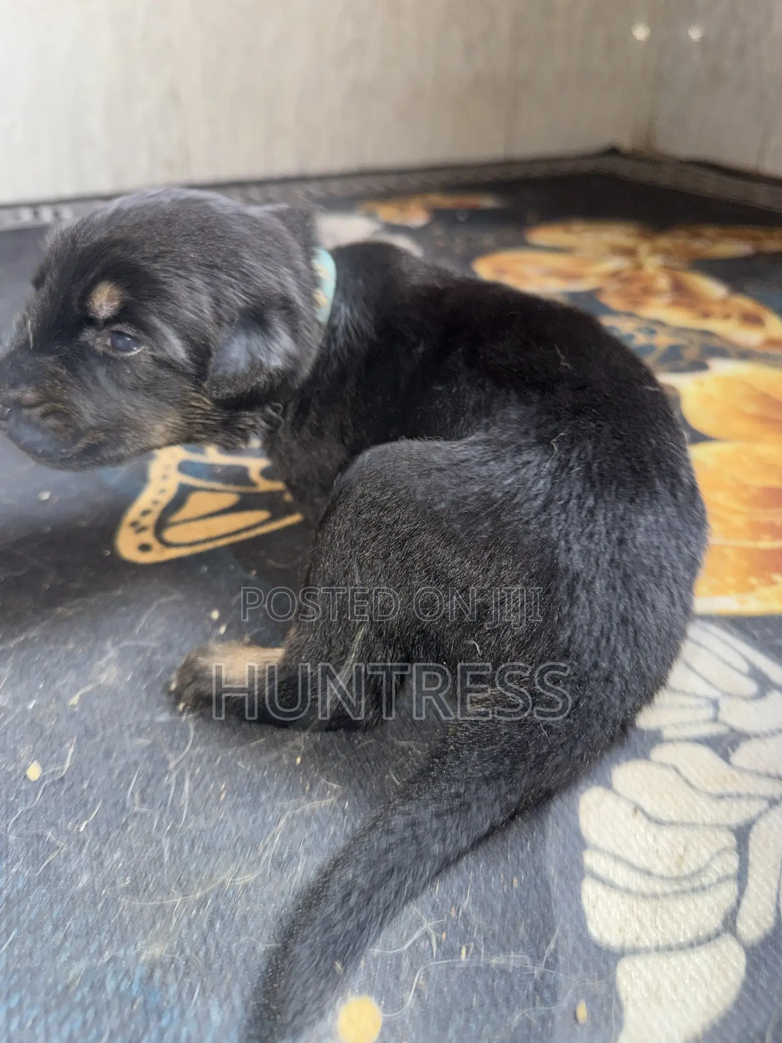 0-1 month Female Mixed Breed German Shepherd