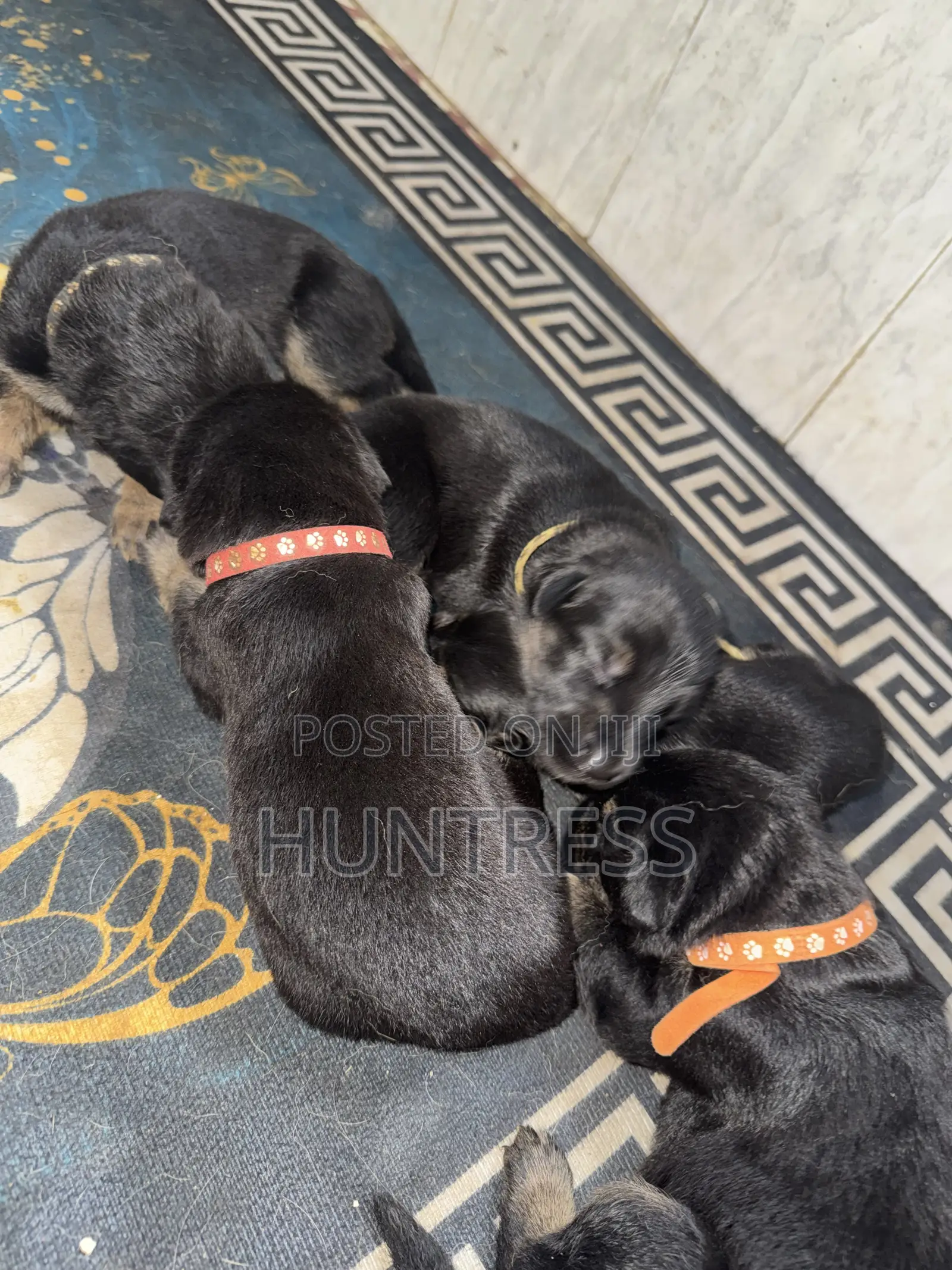 0-1 month Female Mixed Breed German Shepherd