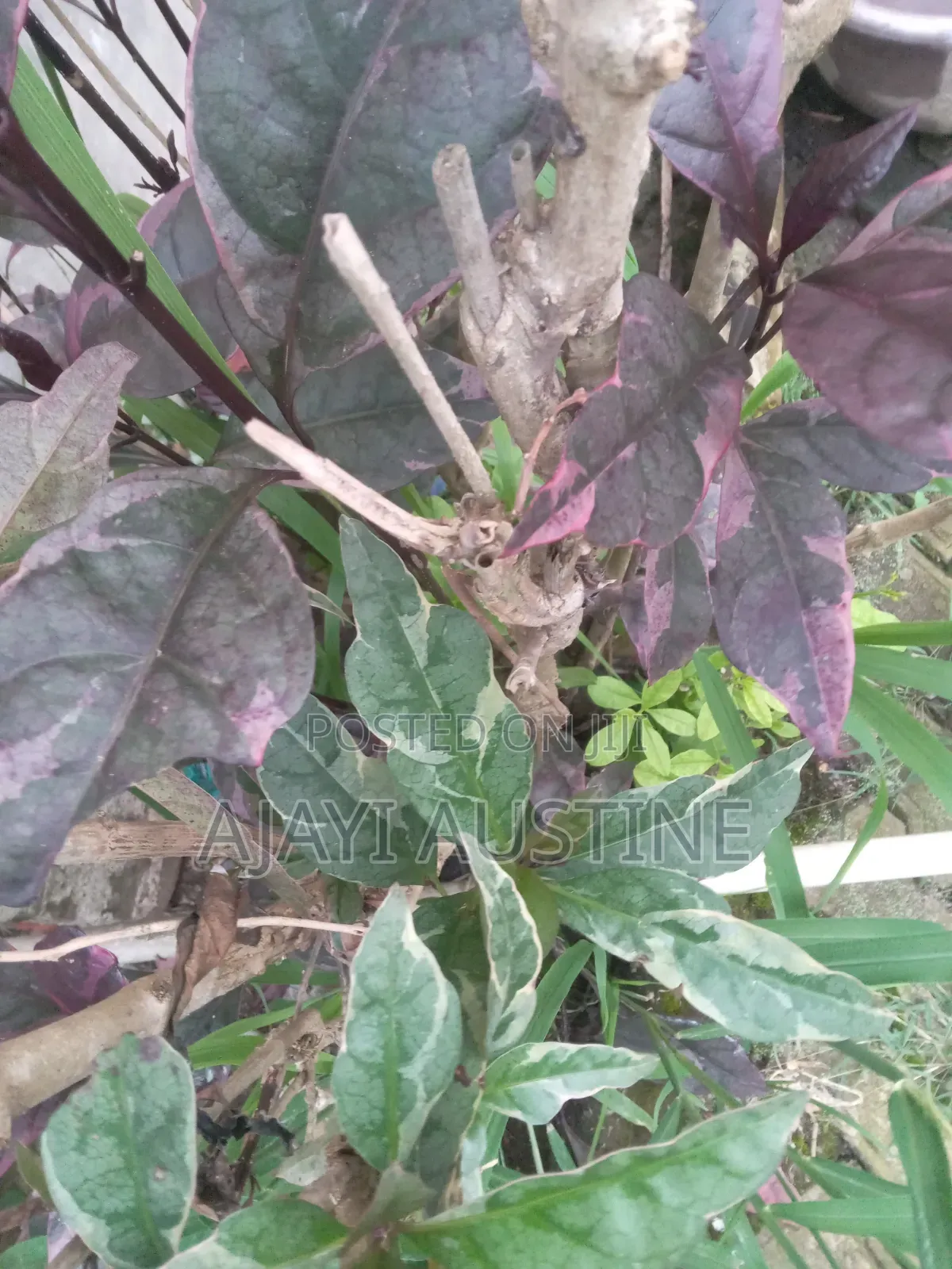 1,300 Square Meters Land at Maitama, Abuja for Sale