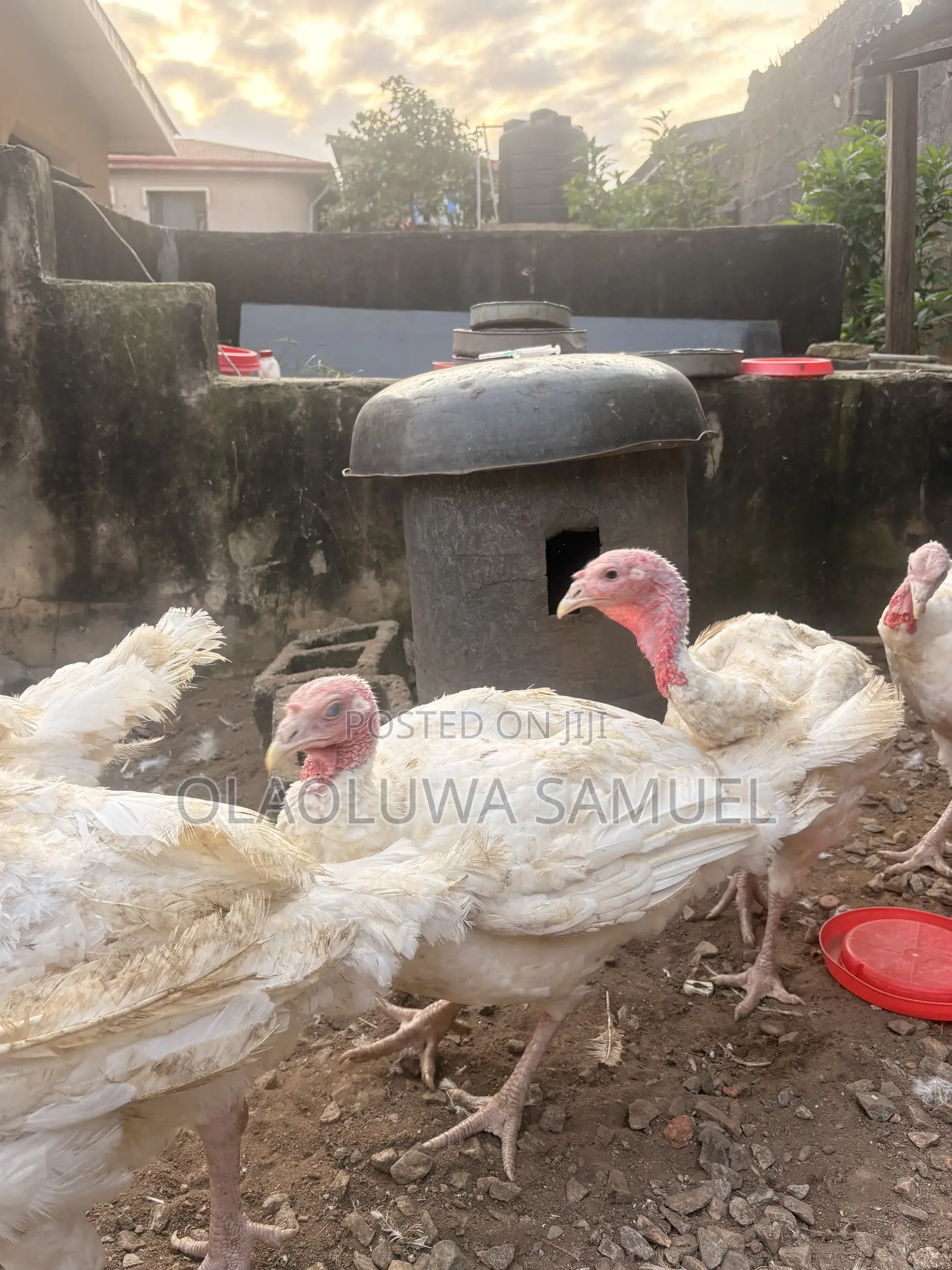 Matured Turkeys for Sale Foreign and Local Available