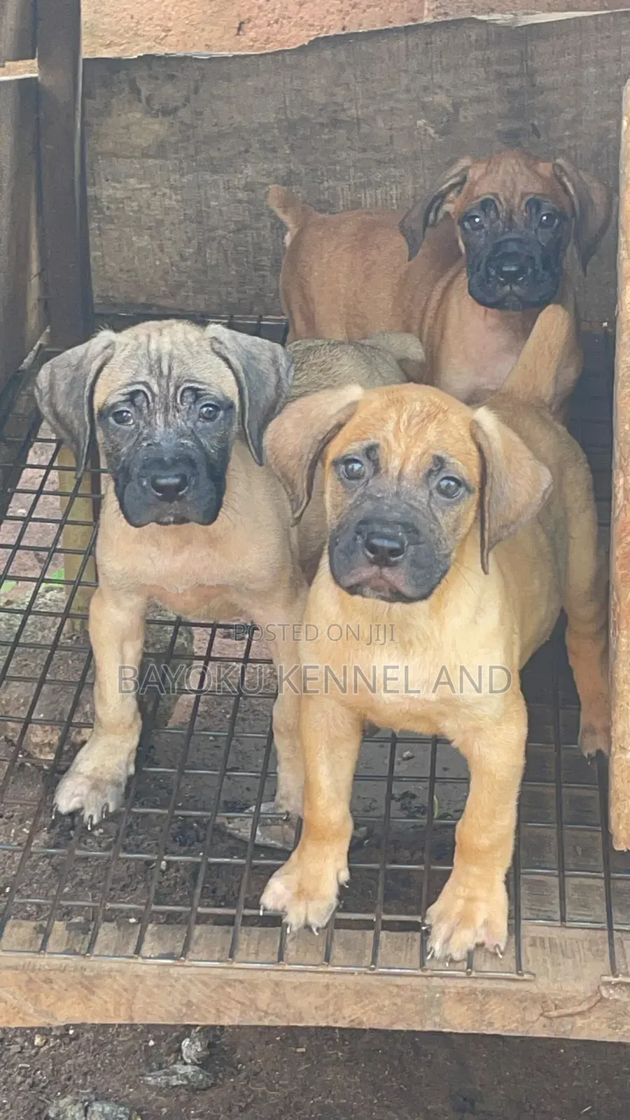 1-3 months Female Purebred Boerboel