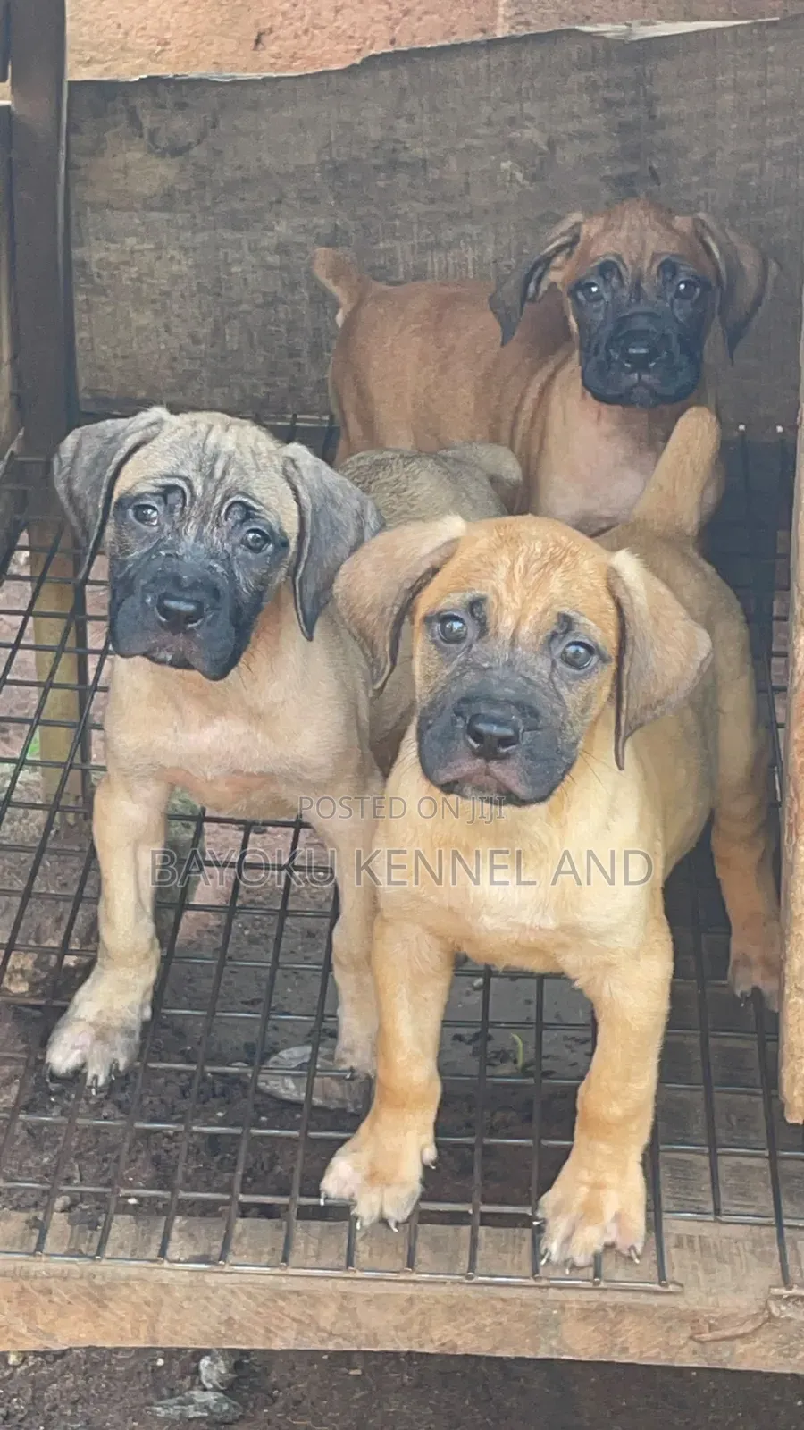 1-3 months Male Purebred Boerboel