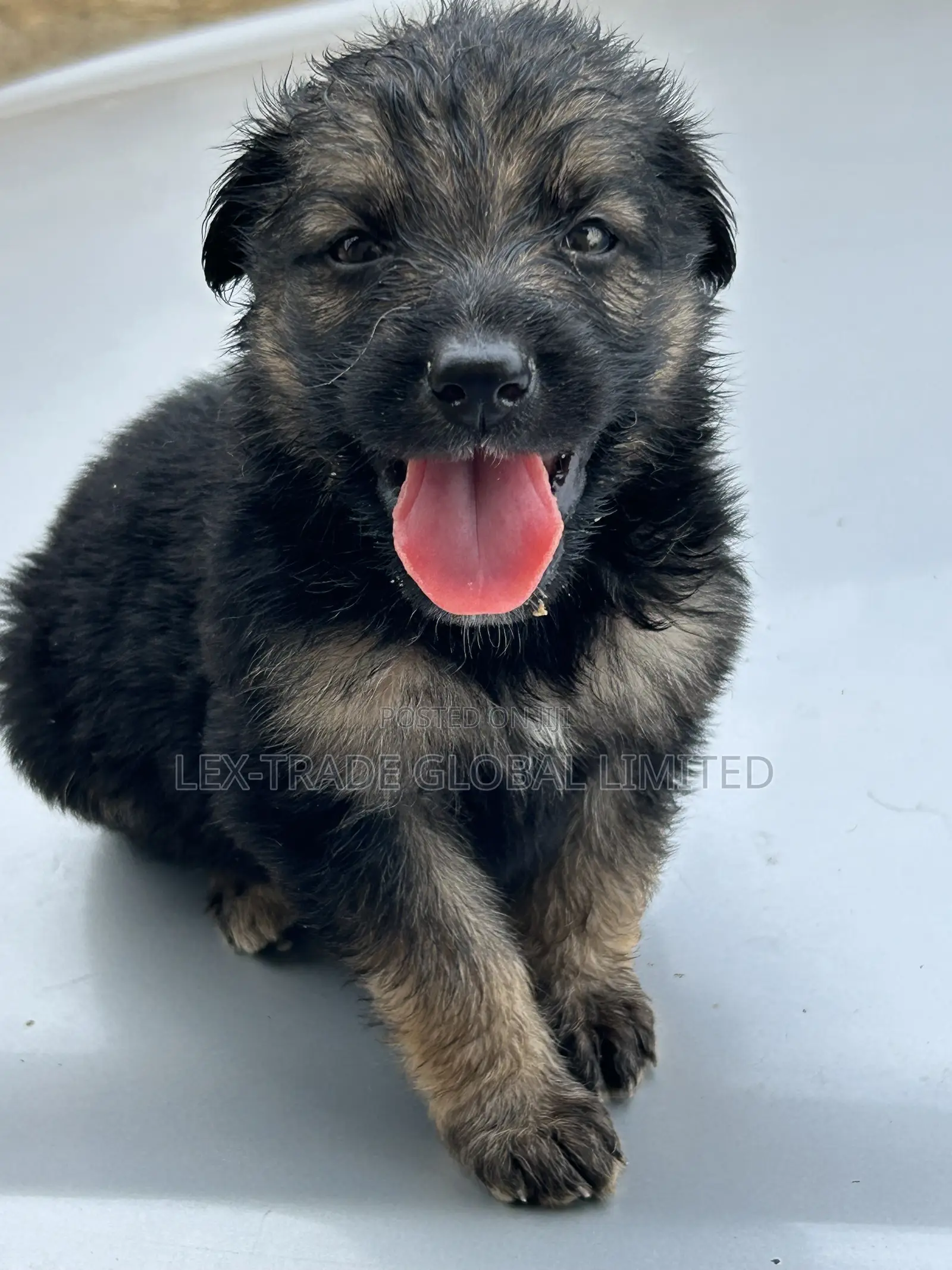 1-3 months Male Purebred German Shepherd