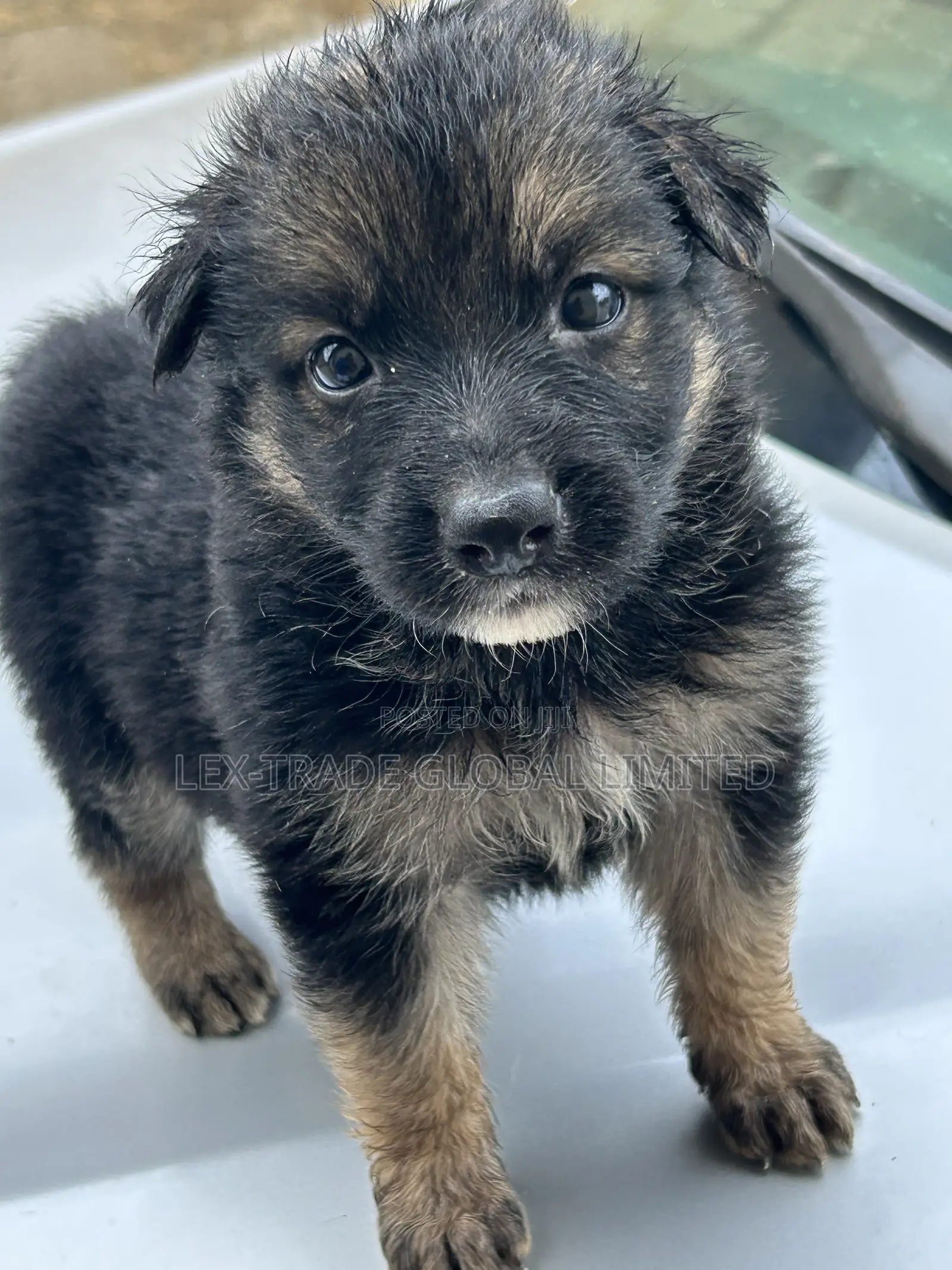1-3 months Male Purebred German Shepherd