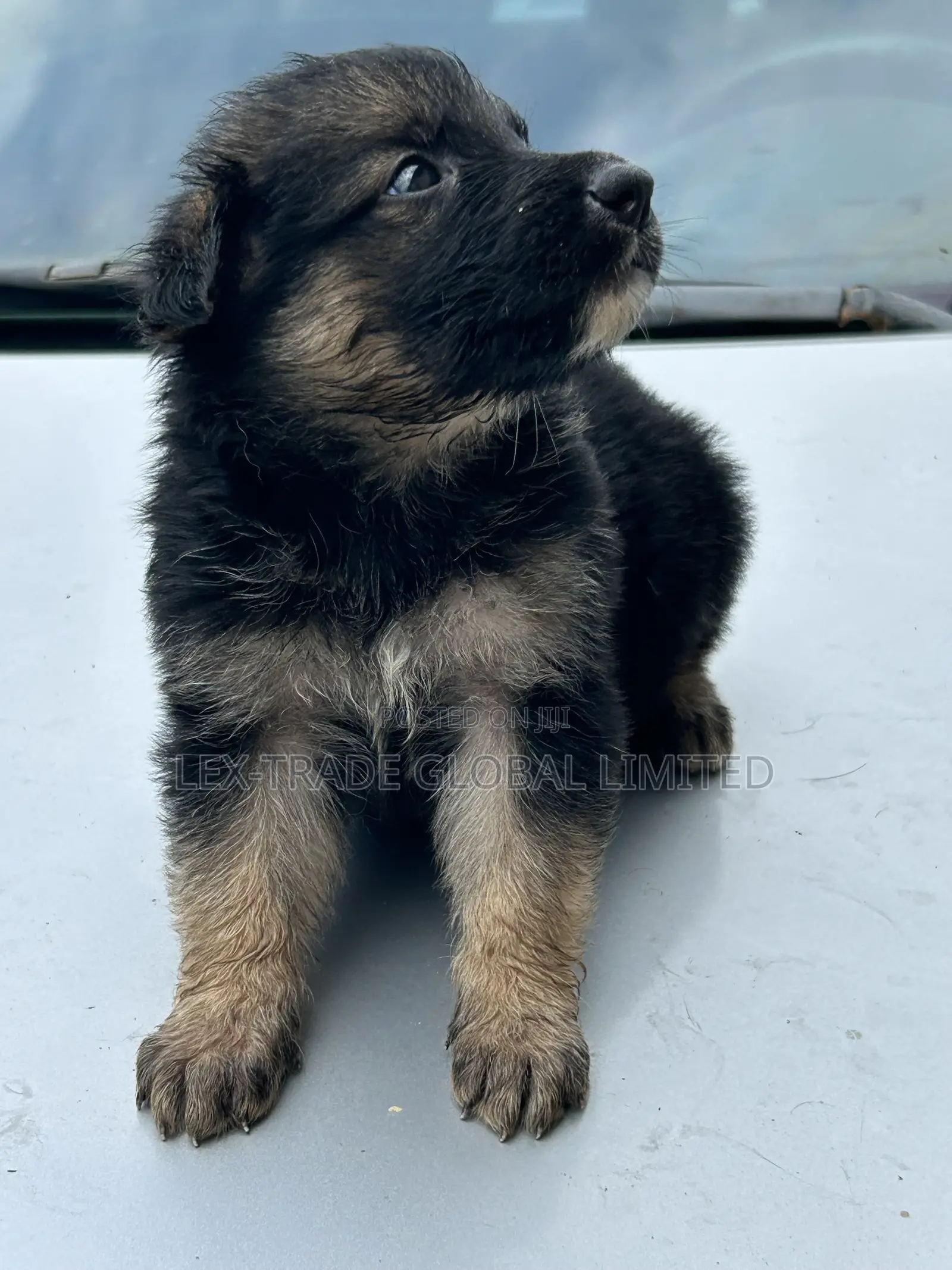 1-3 months Male Purebred German Shepherd