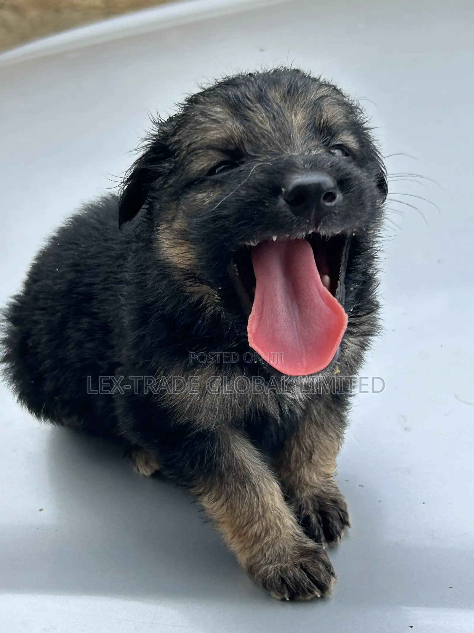 1-3 months Male Purebred German Shepherd