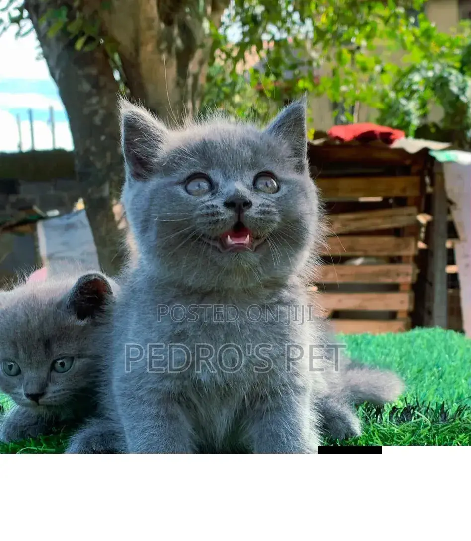 1-3 months Male Purebred British Shorthair