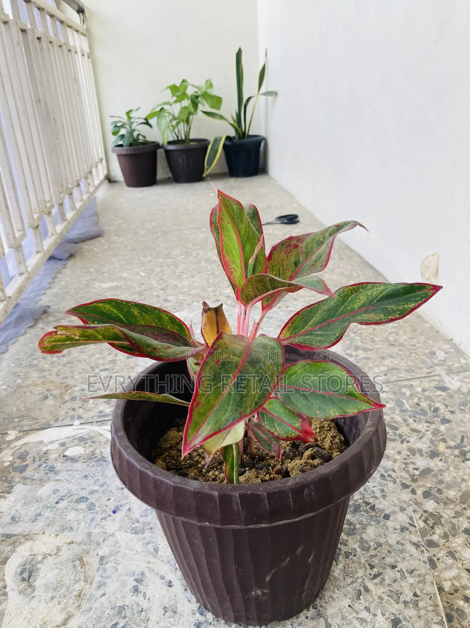 Flowerpot for Live Plants