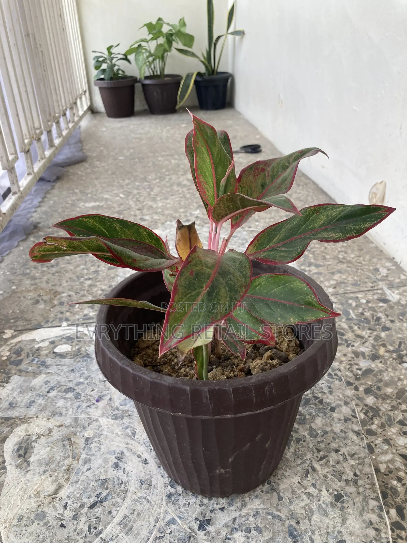 Flowerpot for Live Plants