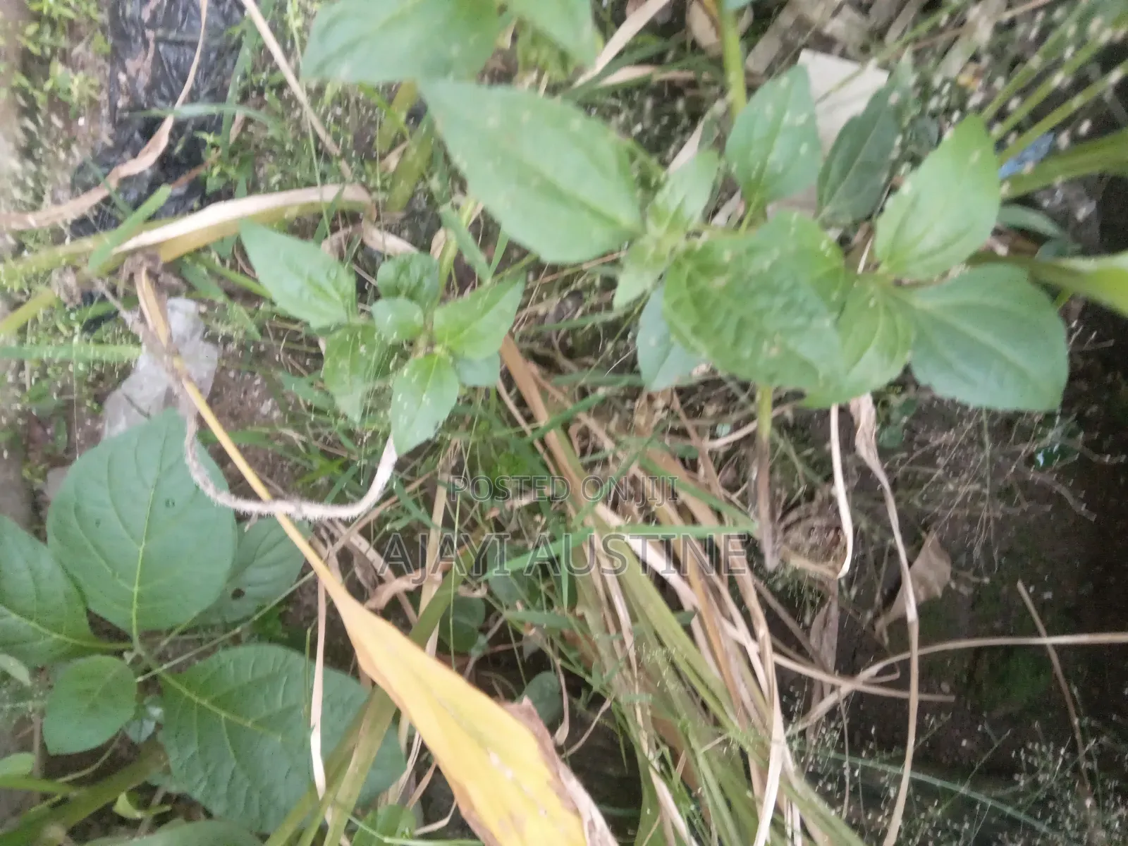 85 Hectrs of Land at Idu Industrial, Abuja for Sale
