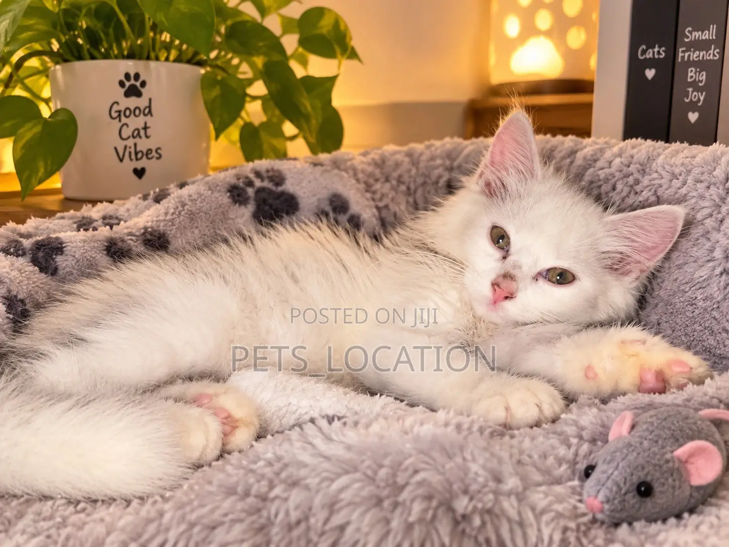 1-3 months Female Purebred Turkish Angora