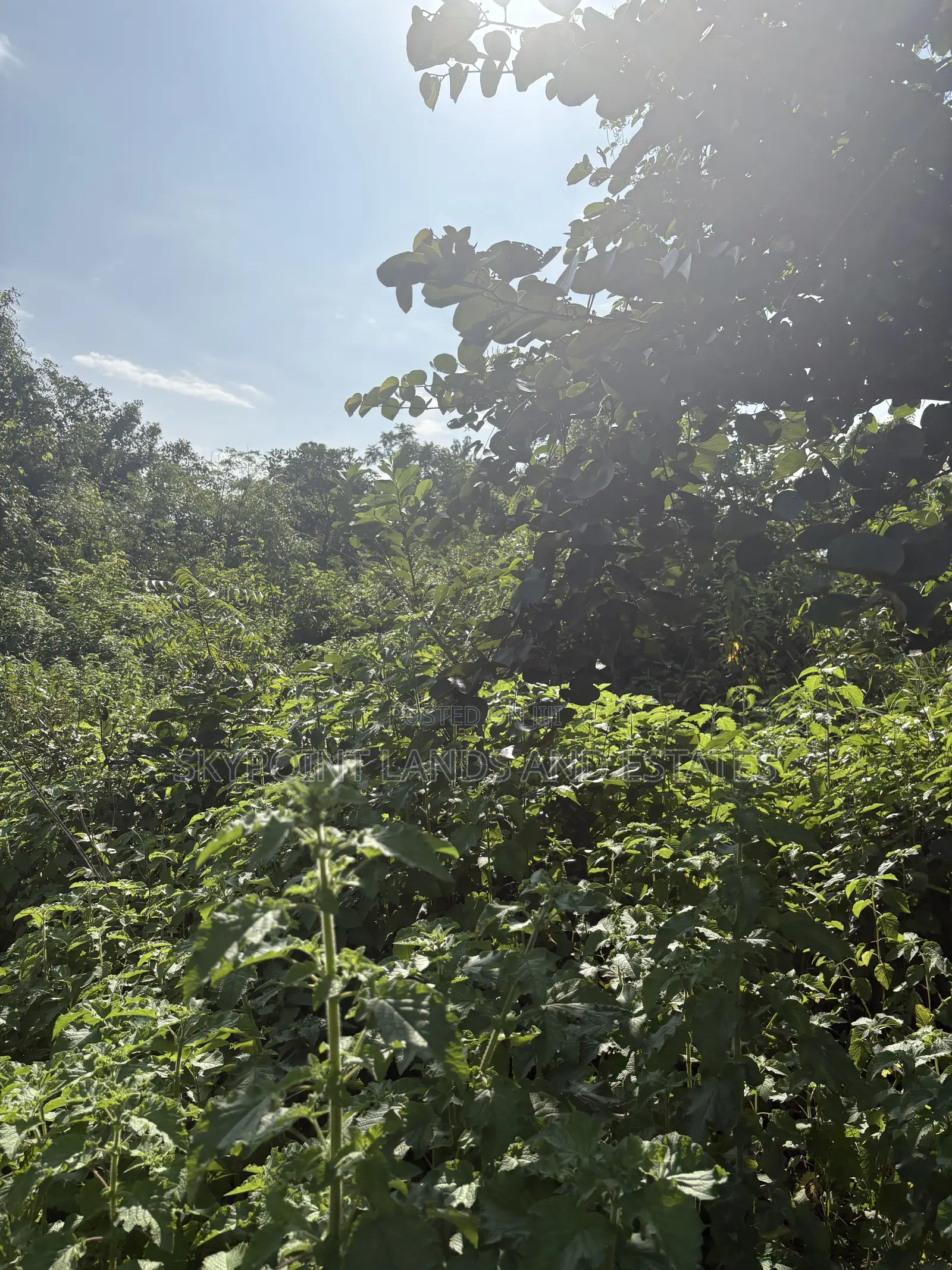 800 Acres Available at Apomu Area, Osun State