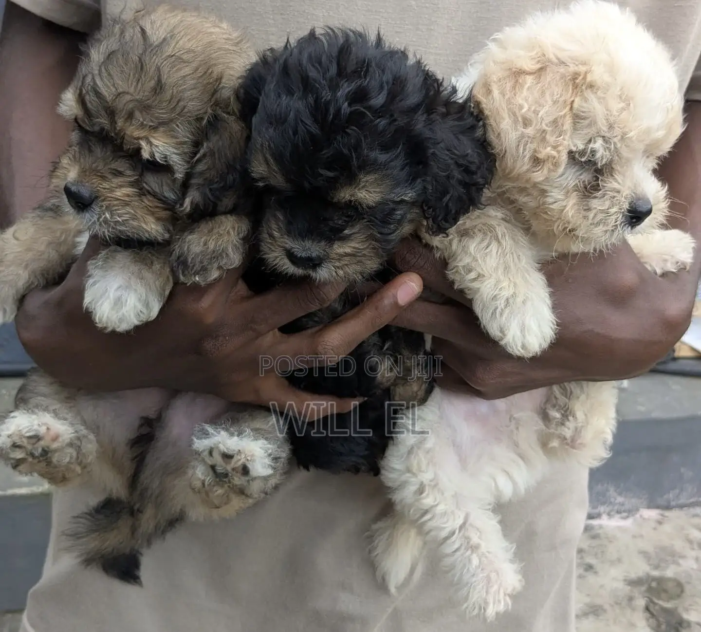 1-3 months Male Purebred Lhasa Apso