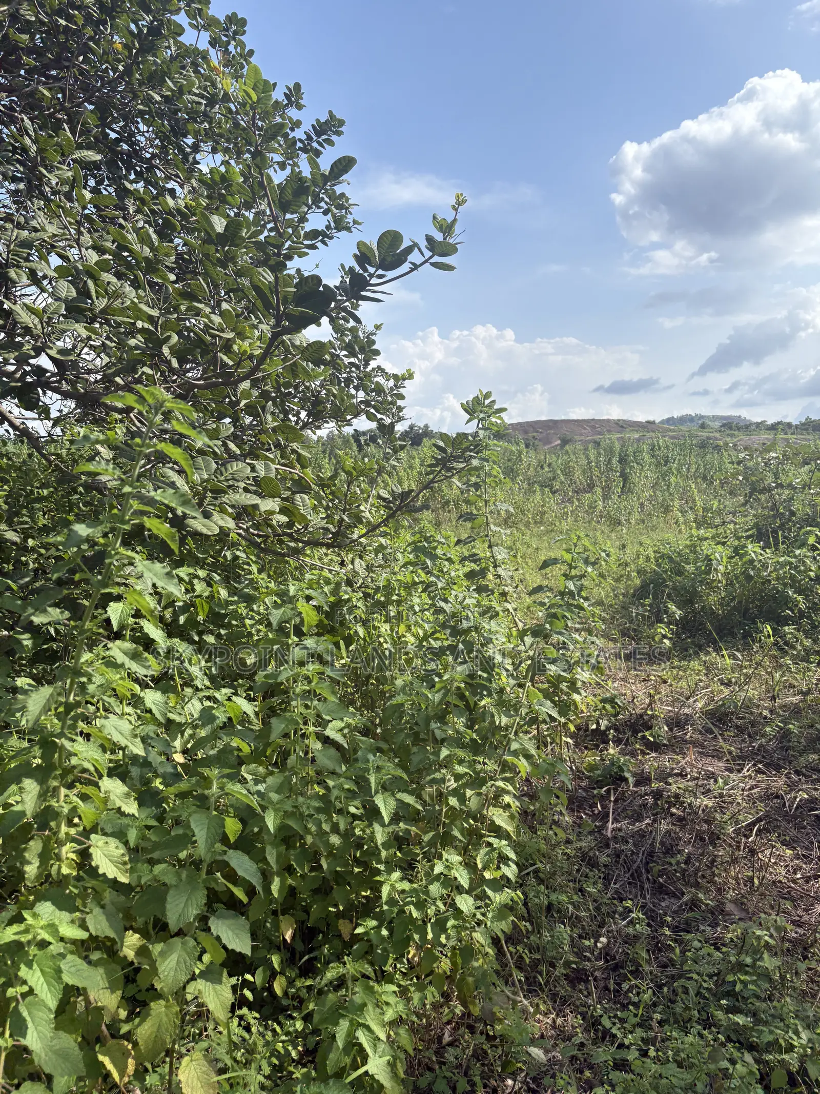 55 Acres Available With Cashew at Adeagbo Village, Eruwa, Oyo State