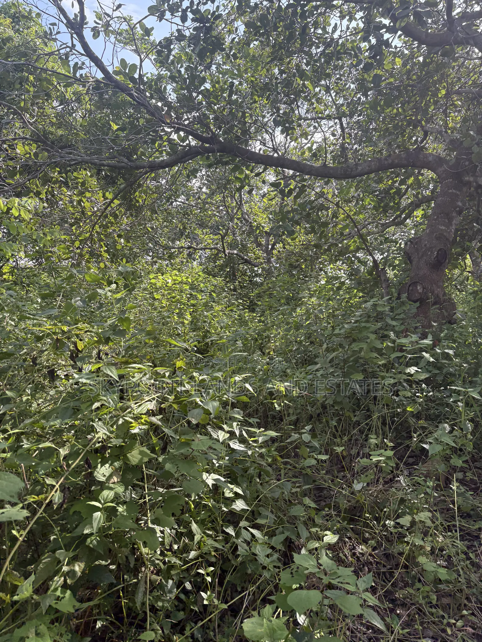 55 Acres Available With Cashew at Adeagbo Village, Eruwa, Oyo State