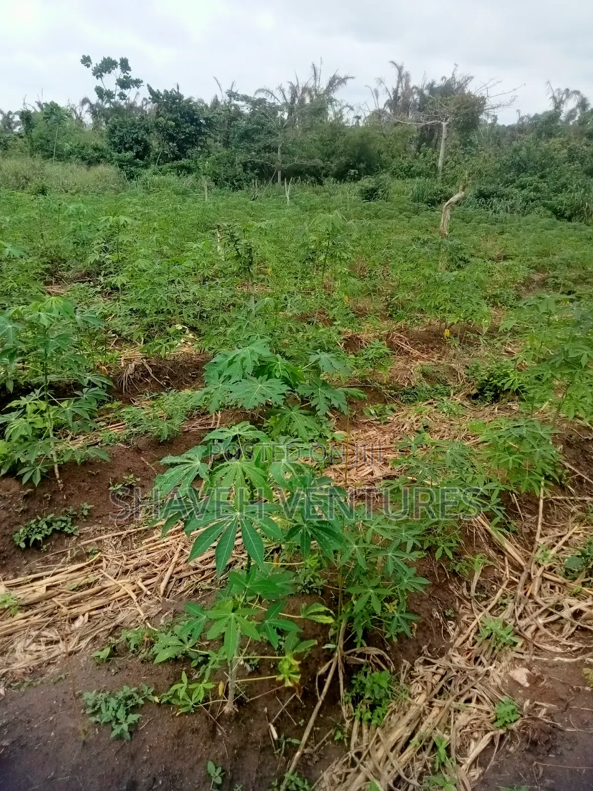 Half Plot for Sale Abiola Arobieye 5m