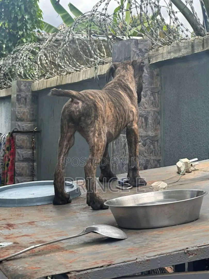 1-3 months Male Purebred Boerboel