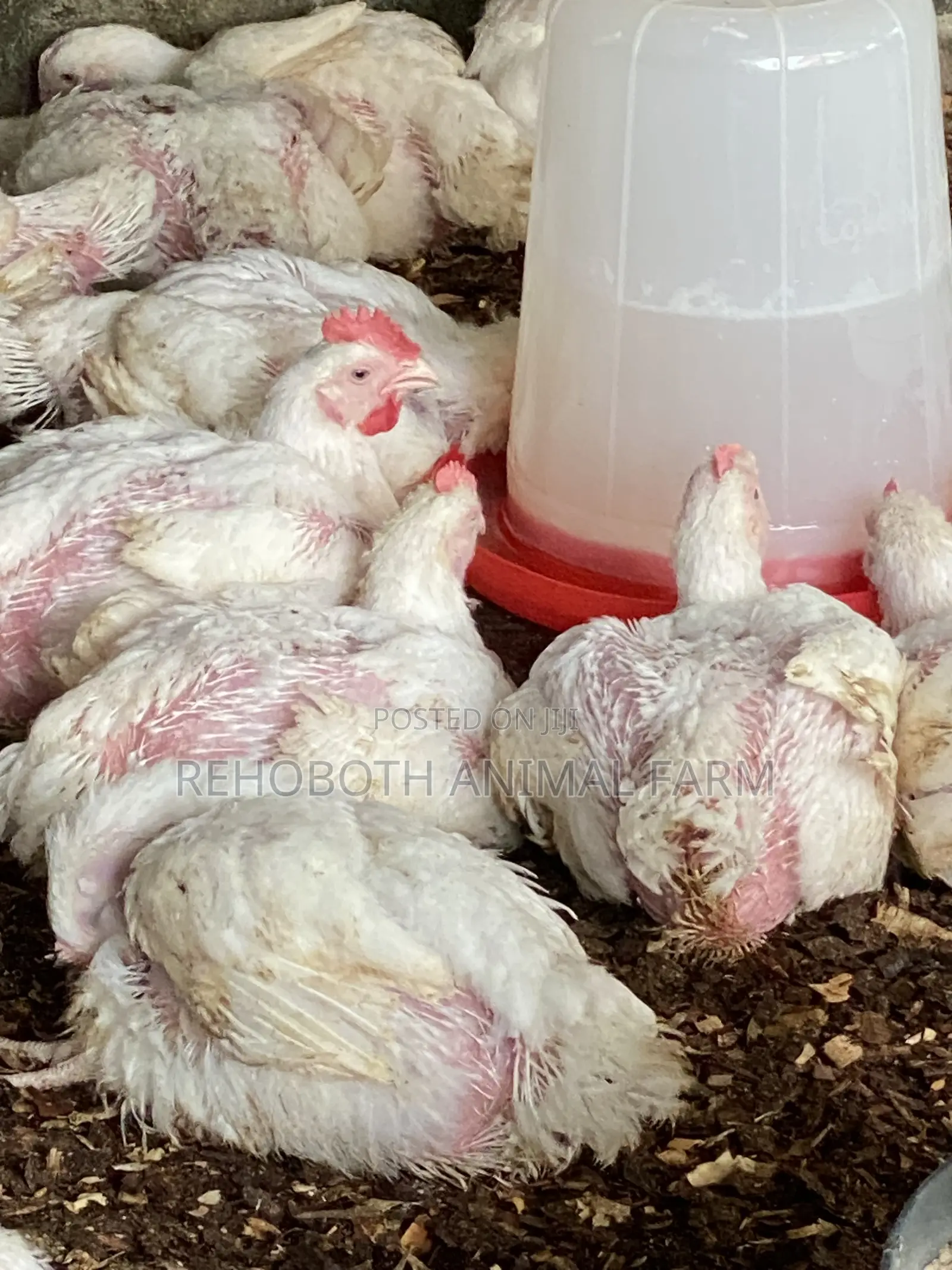 Naturally Nurtured Local Broiler Chickens for Sale