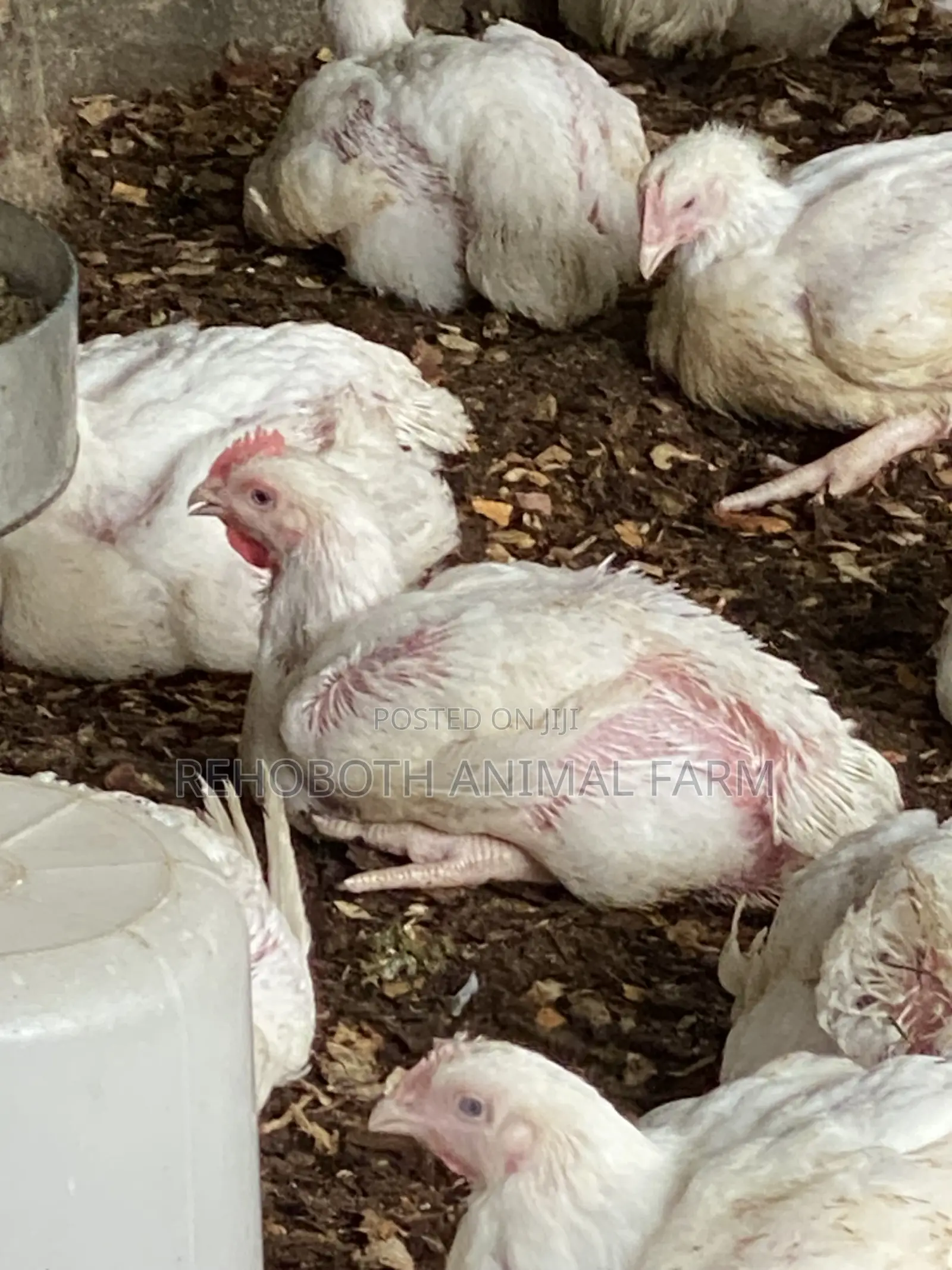 Naturally Nurtured Local Broiler Chickens for Sale