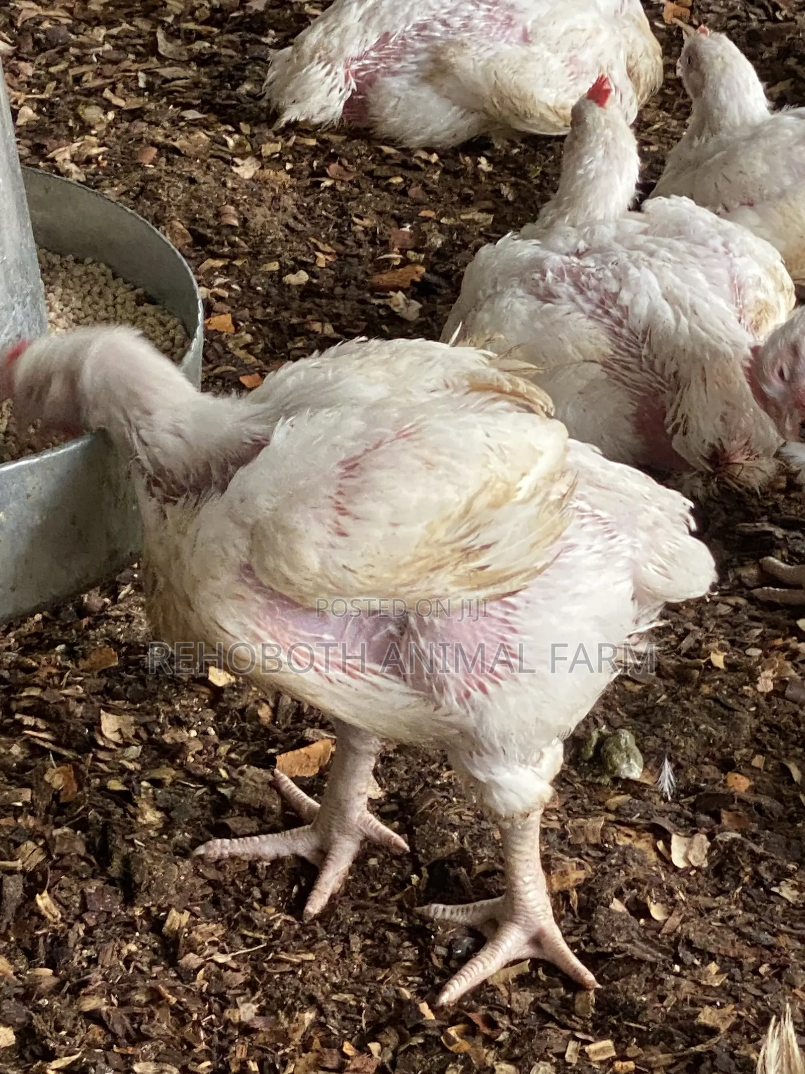 Naturally Nurtured Local Broiler Chickens for Sale