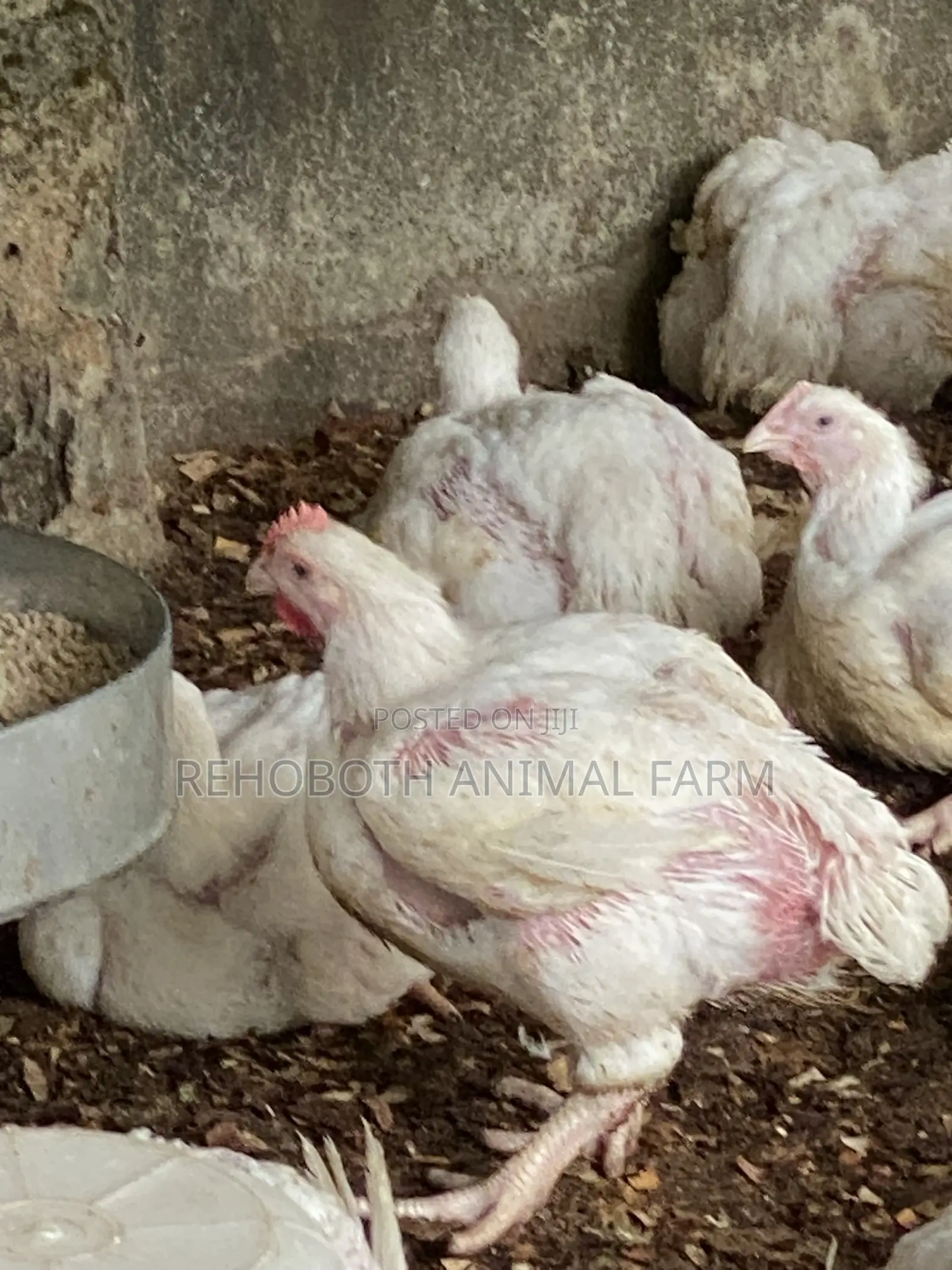 Naturally Nurtured Local Broiler Chickens for Sale
