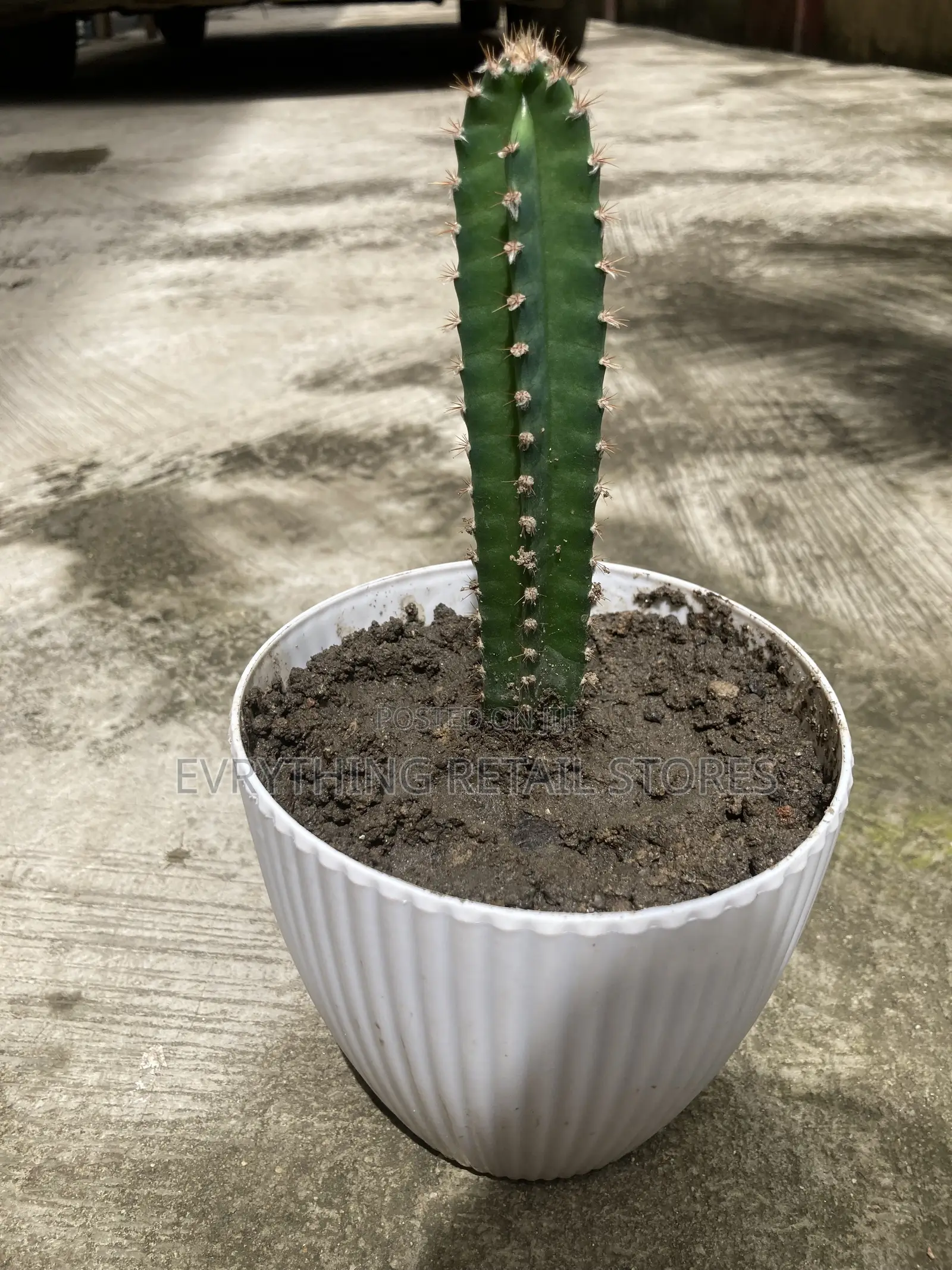 Fresh Live Small Cactus Plant for Sale in Lagos, Nigeria