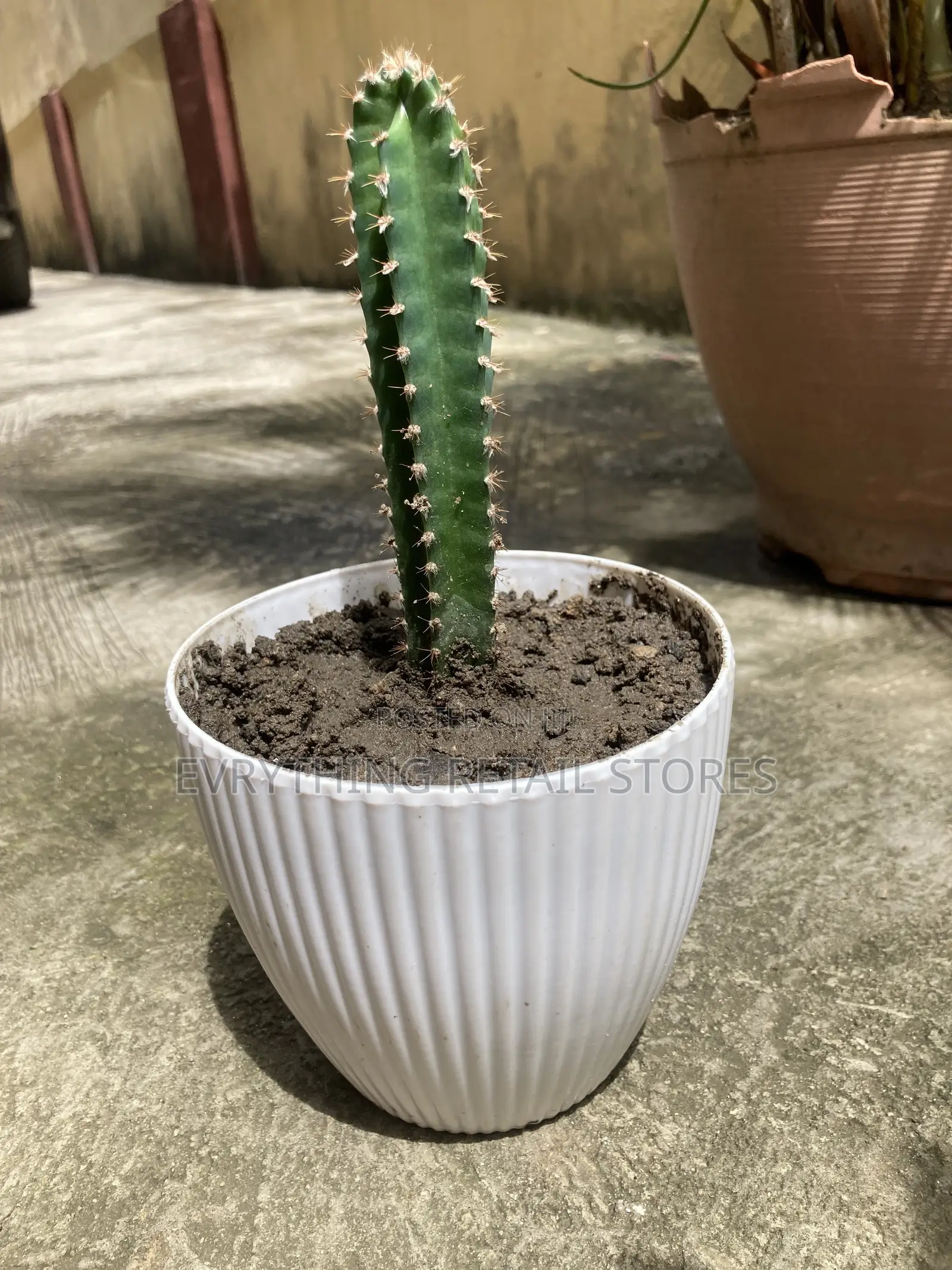 Fresh Live Small Cactus Plant for Sale in Lagos, Nigeria