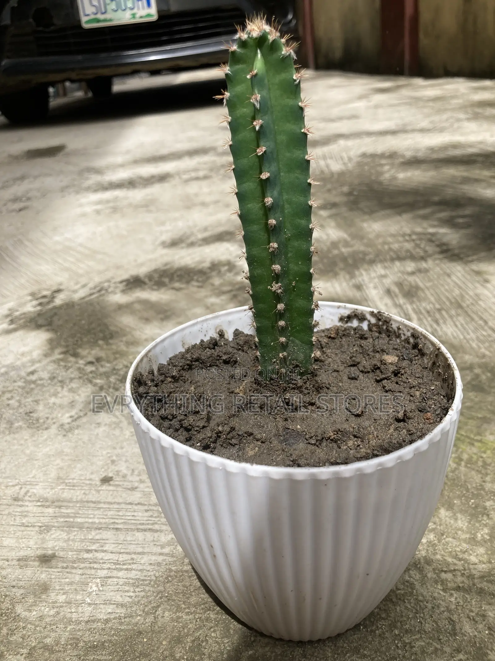 Fresh Live Small Cactus Plant for Sale in Lagos, Nigeria