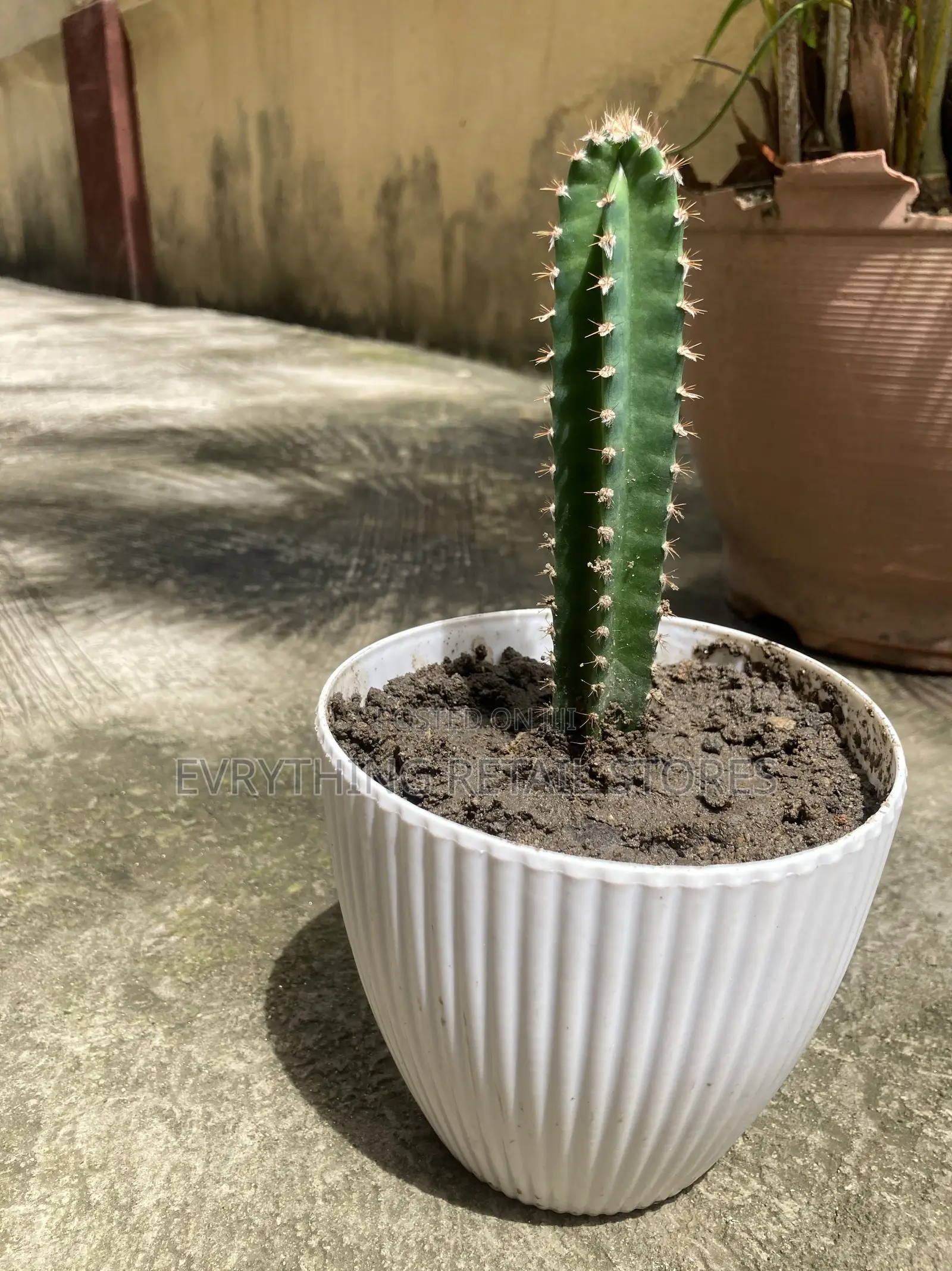 Fresh Live Small Cactus Plant for Sale in Lagos, Nigeria