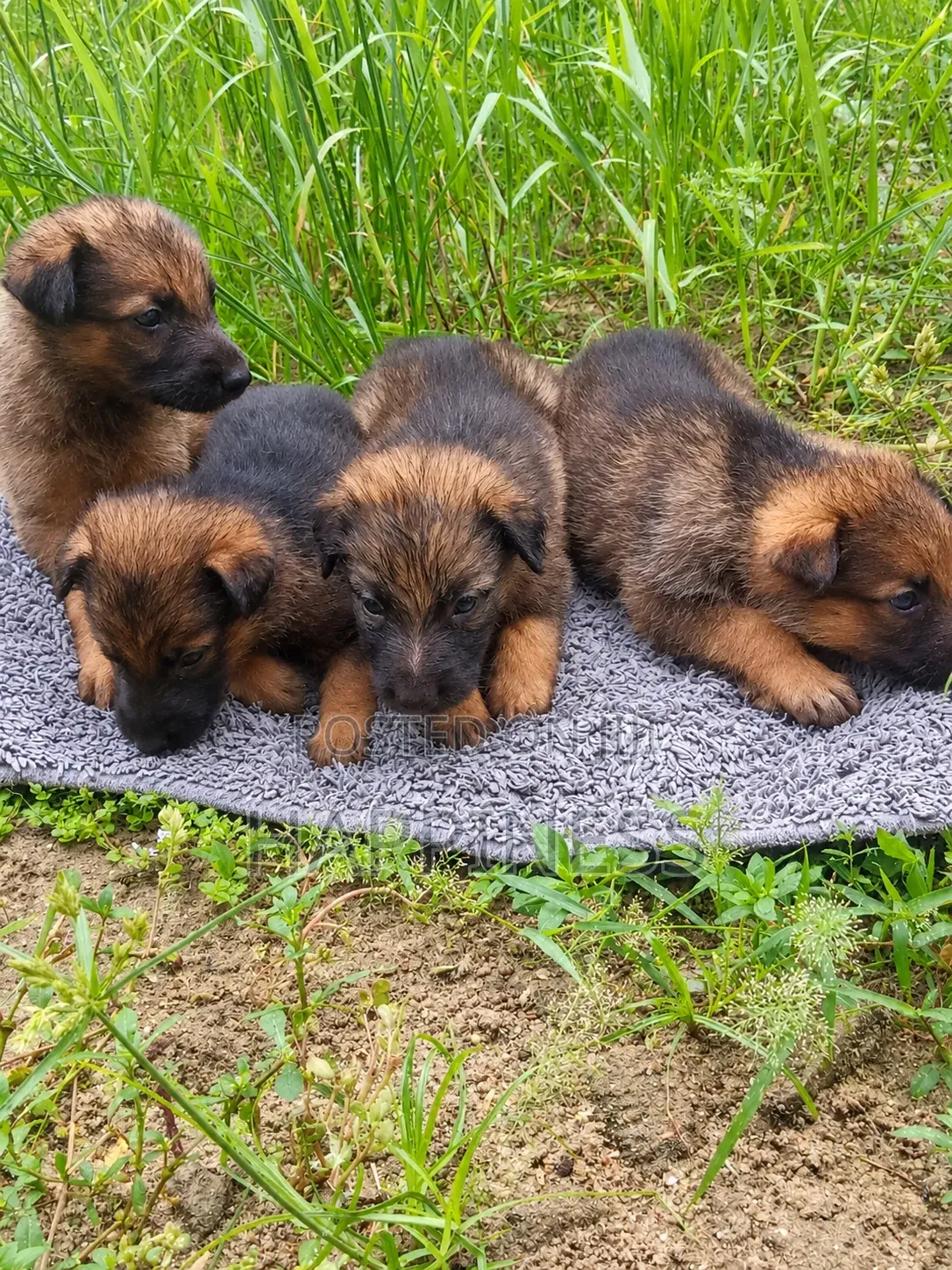 1-3 months Female Purebred German Shepherd