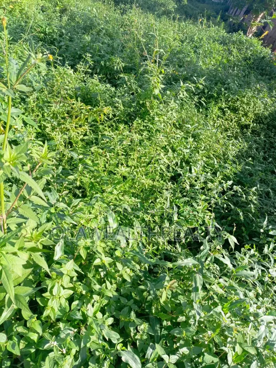 3,475sqm Residential Land at Asokoro
