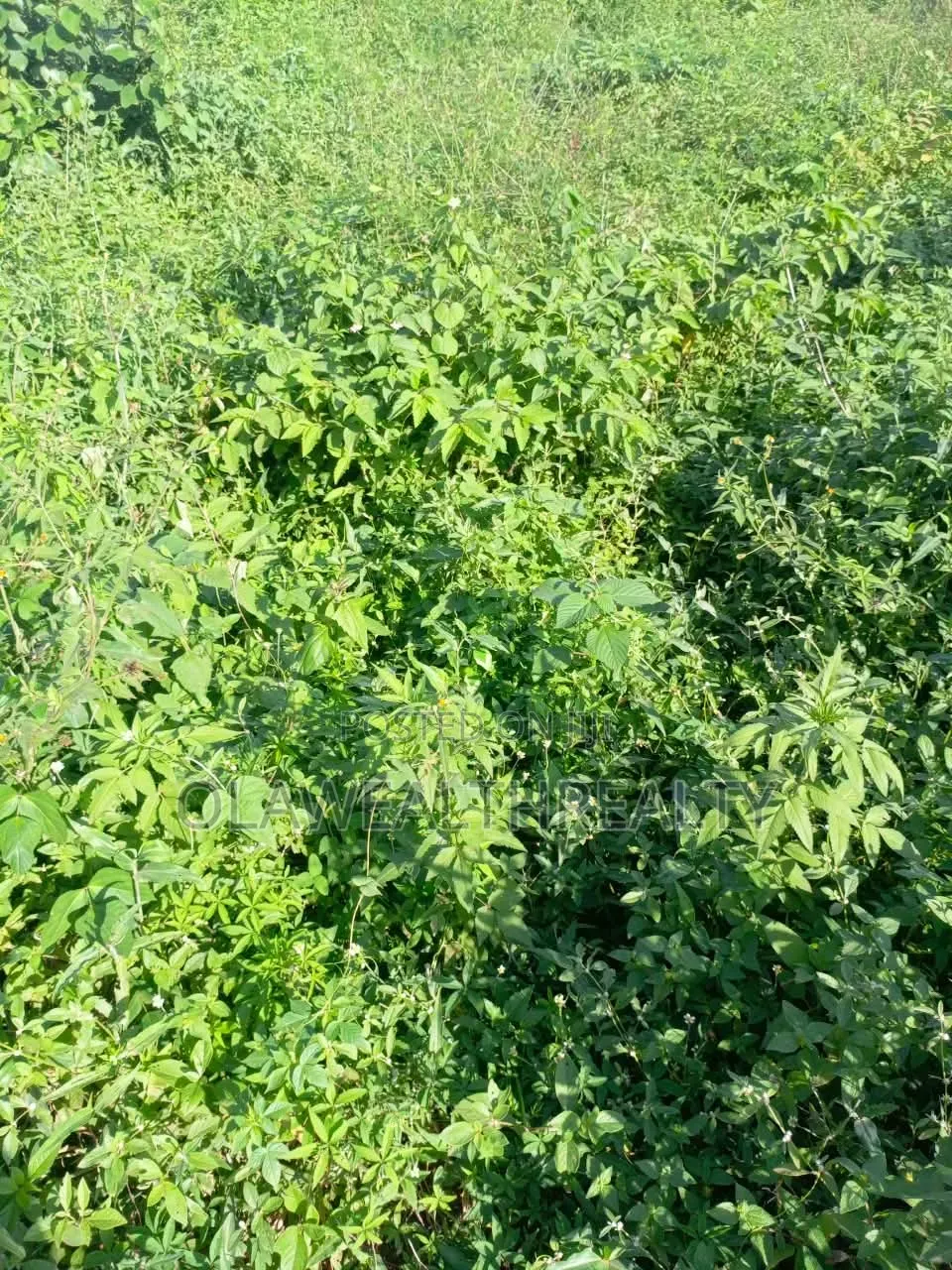 9,010sqm Commercial Land at Idu