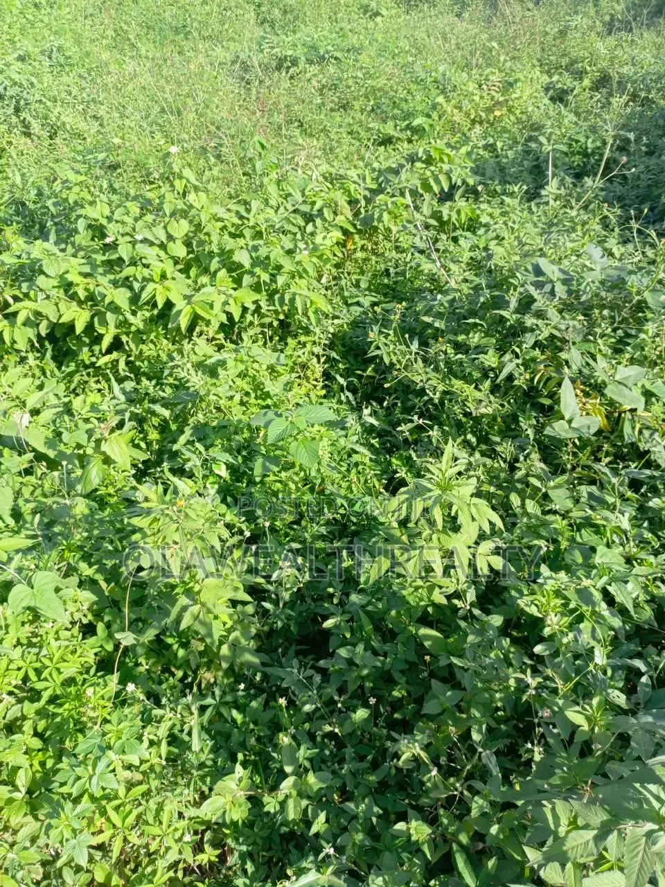 9,010sqm Commercial Land at Idu