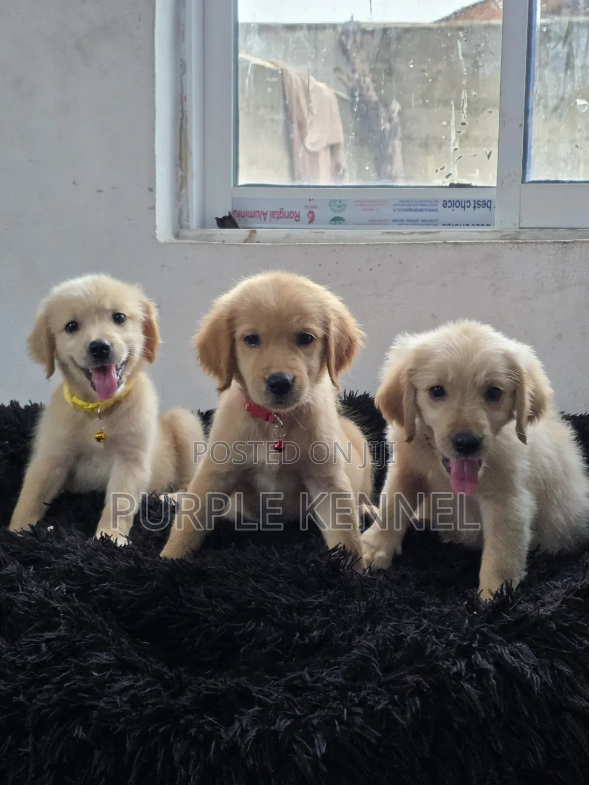 1-3 months Female Purebred Golden Retriever