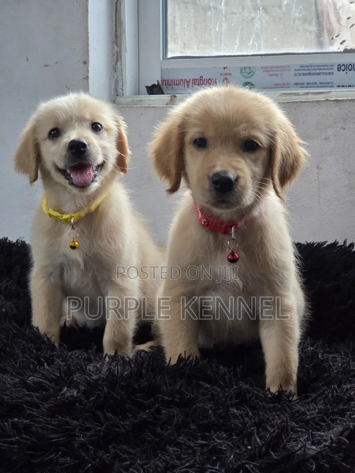 1-3 months Female Purebred Golden Retriever