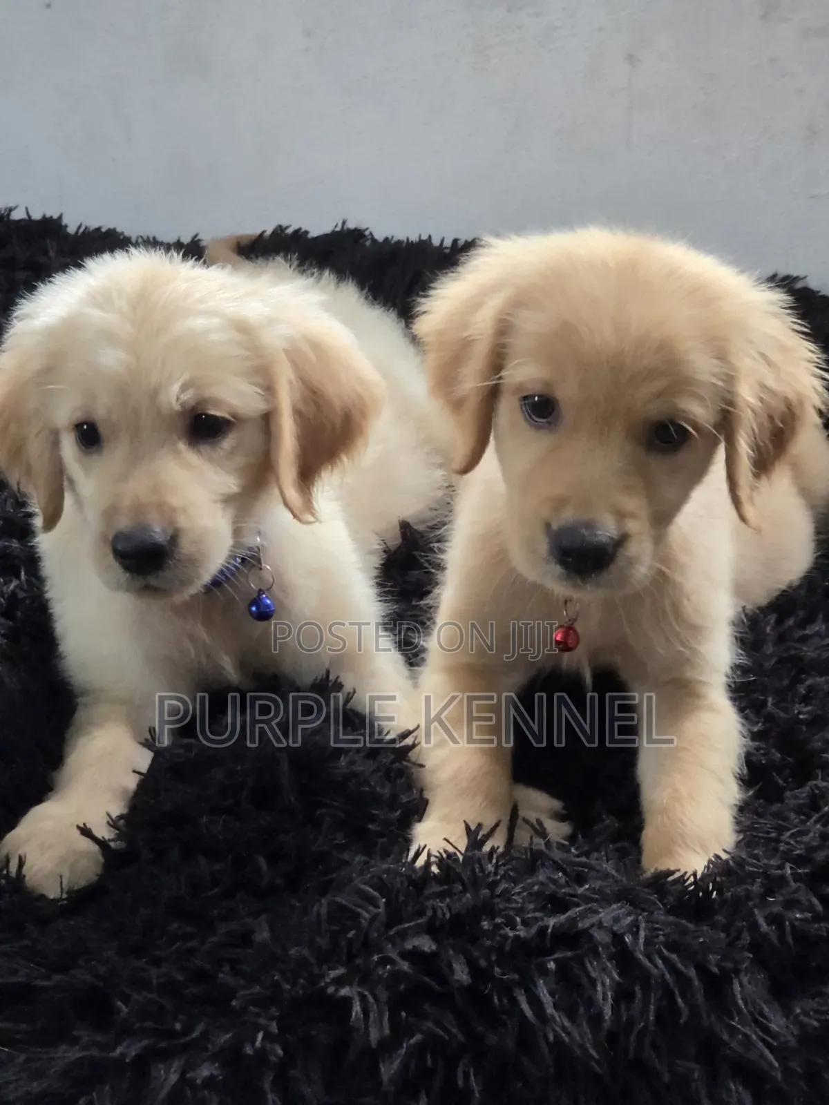 1-3 months Female Purebred Golden Retriever