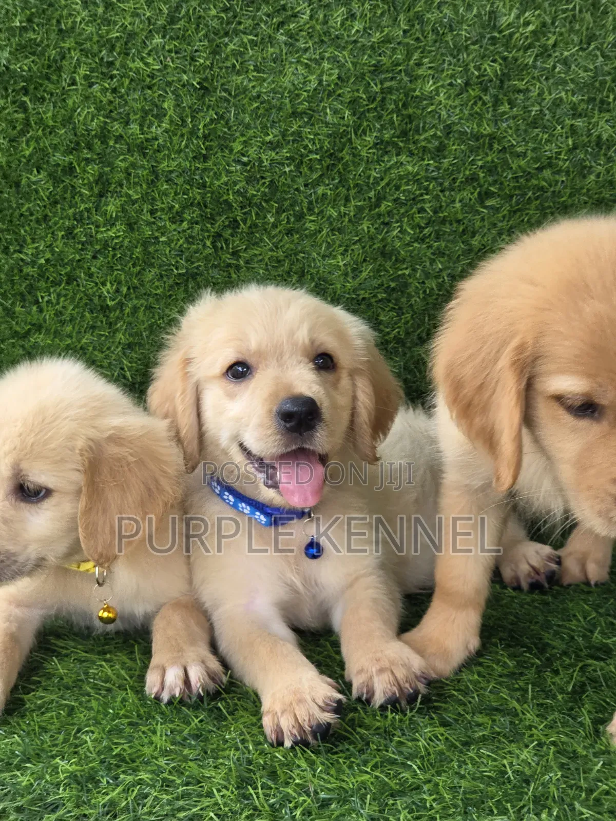 1-3 months Female Purebred Golden Retriever