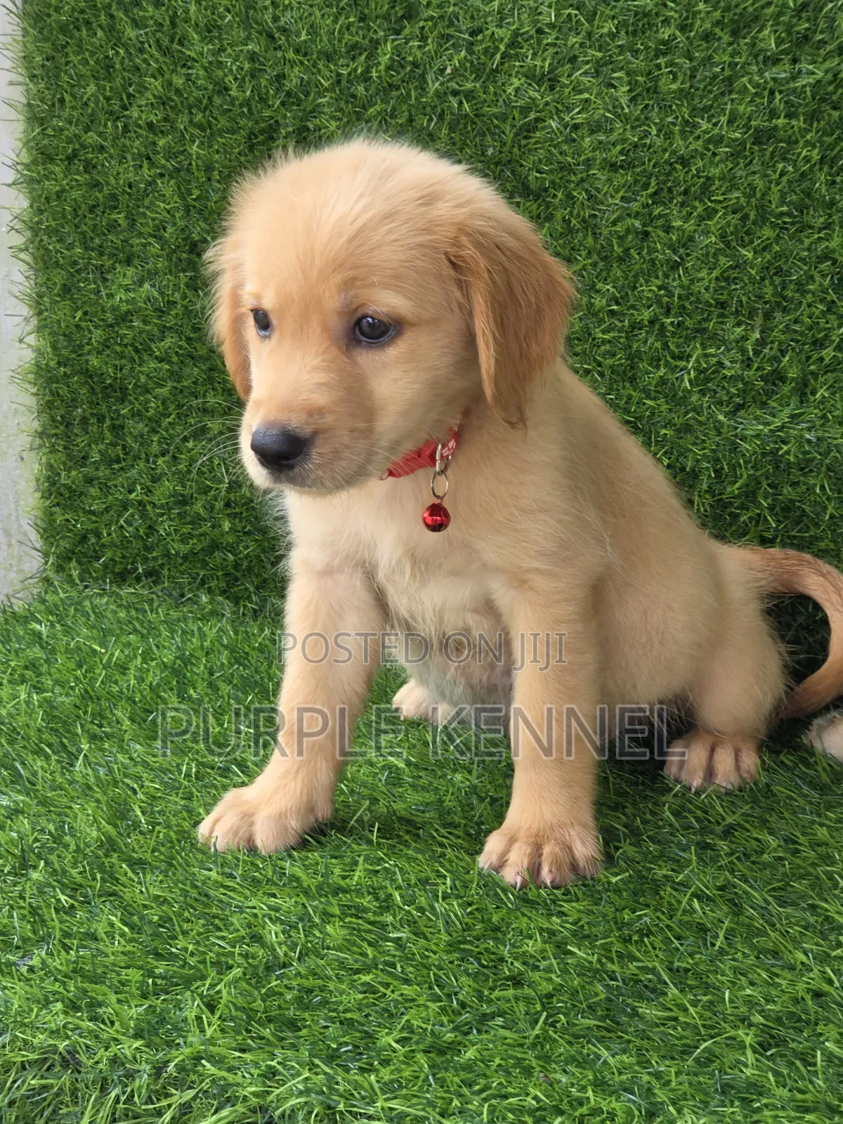 1-3 months Female Purebred Golden Retriever
