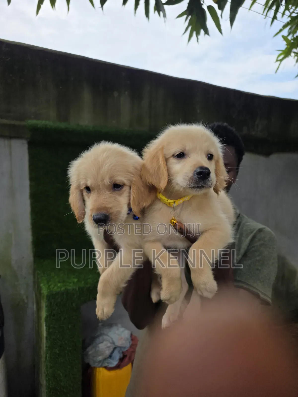 1-3 months Female Purebred Golden Retriever