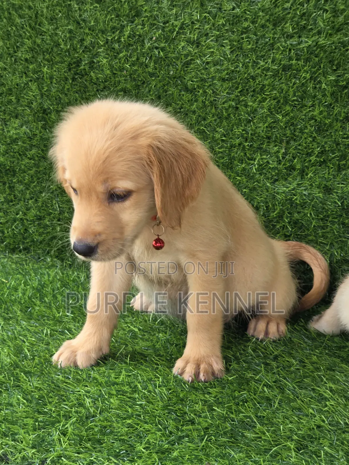 1-3 months Female Purebred Golden Retriever