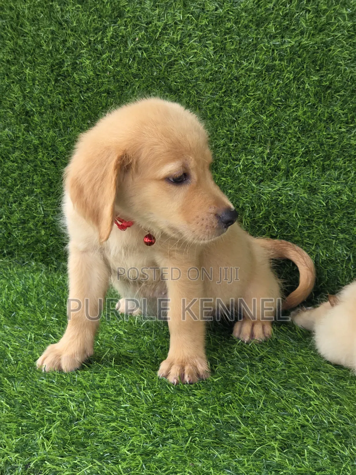 1-3 months Female Purebred Golden Retriever